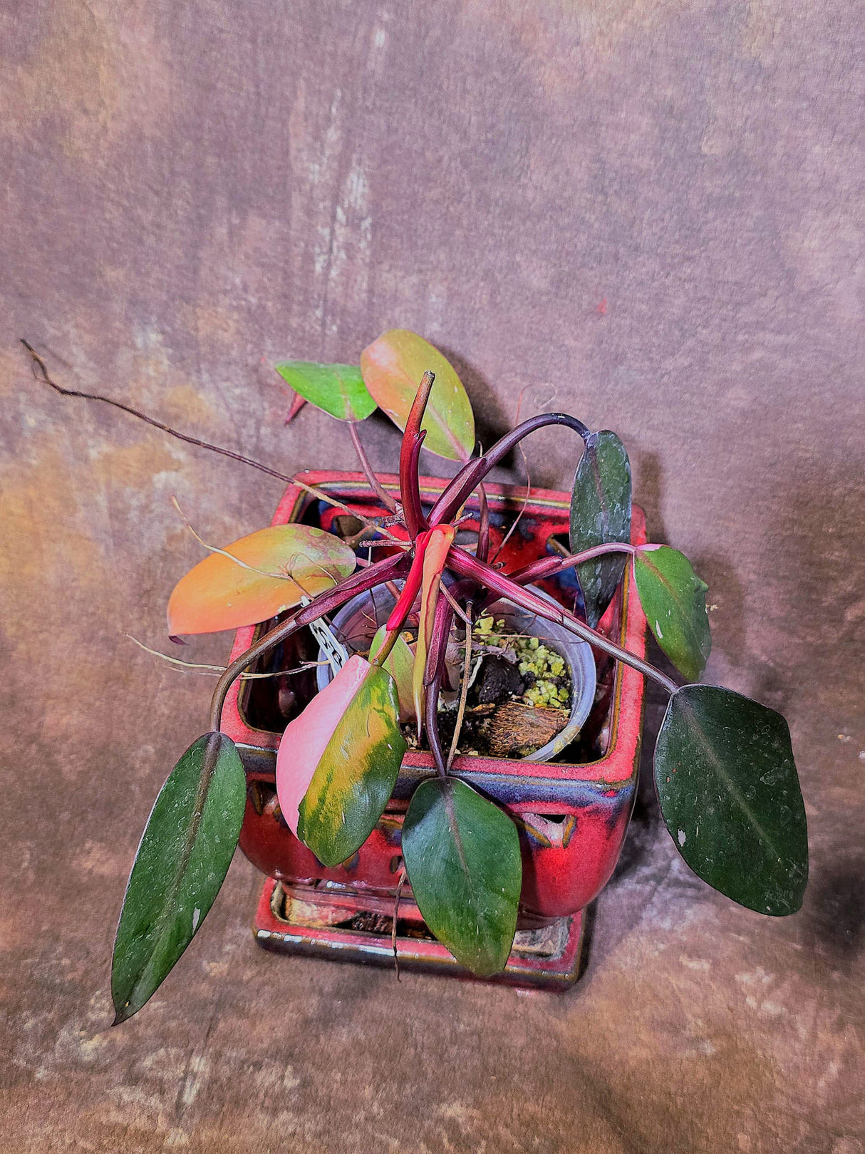 Variegated Philodendron White Princess Tricolor - Exact Plant - (6-5-28)
