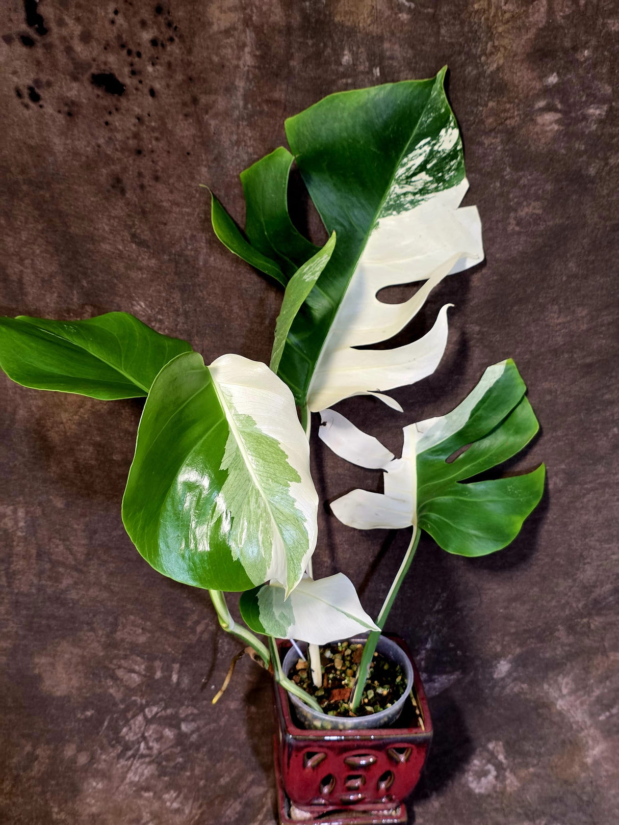 Variegated Monstera Albo - Rare White Monstera Borsigiana (6-5-1)