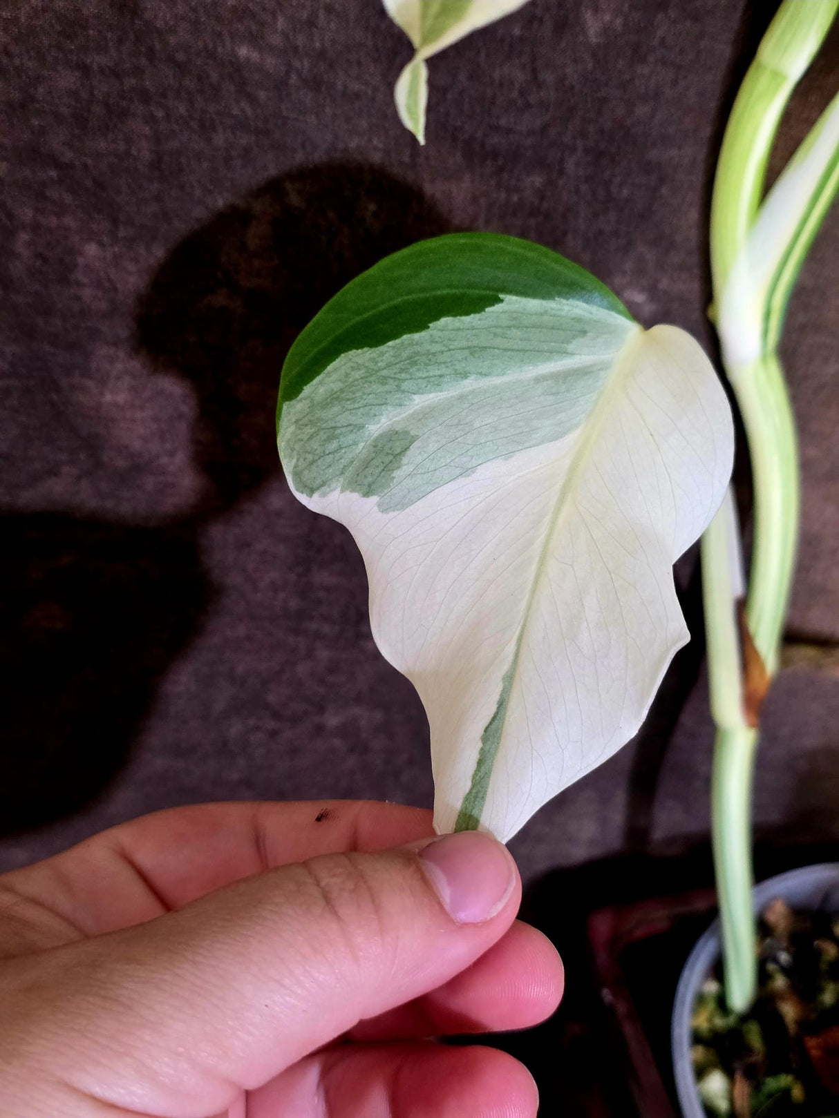Variegated Monstera Albo - Rare White Monstera Borsigiana (6-5-1)