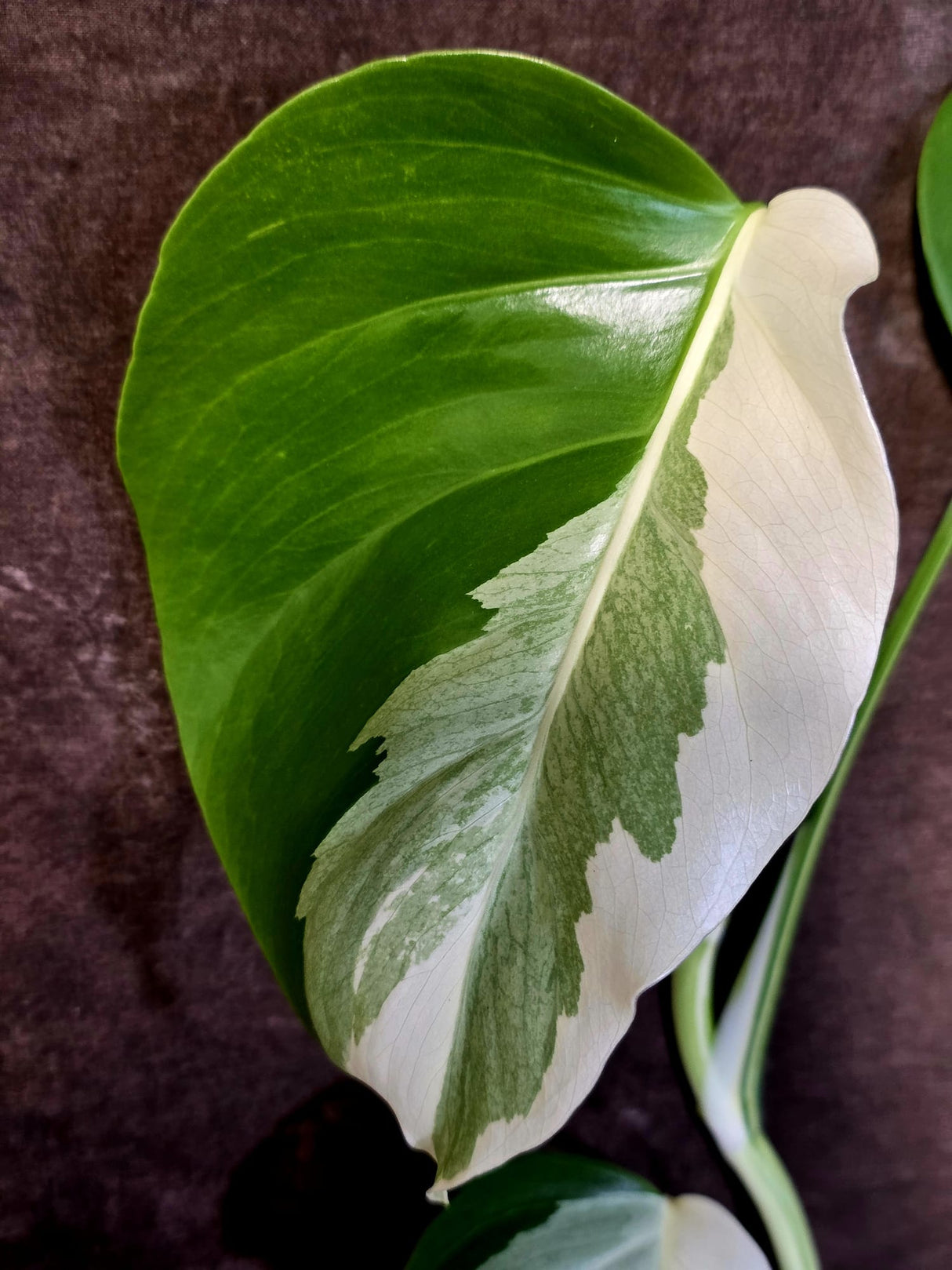 Variegated Monstera Albo - Rare White Monstera Borsigiana (6-5-1)