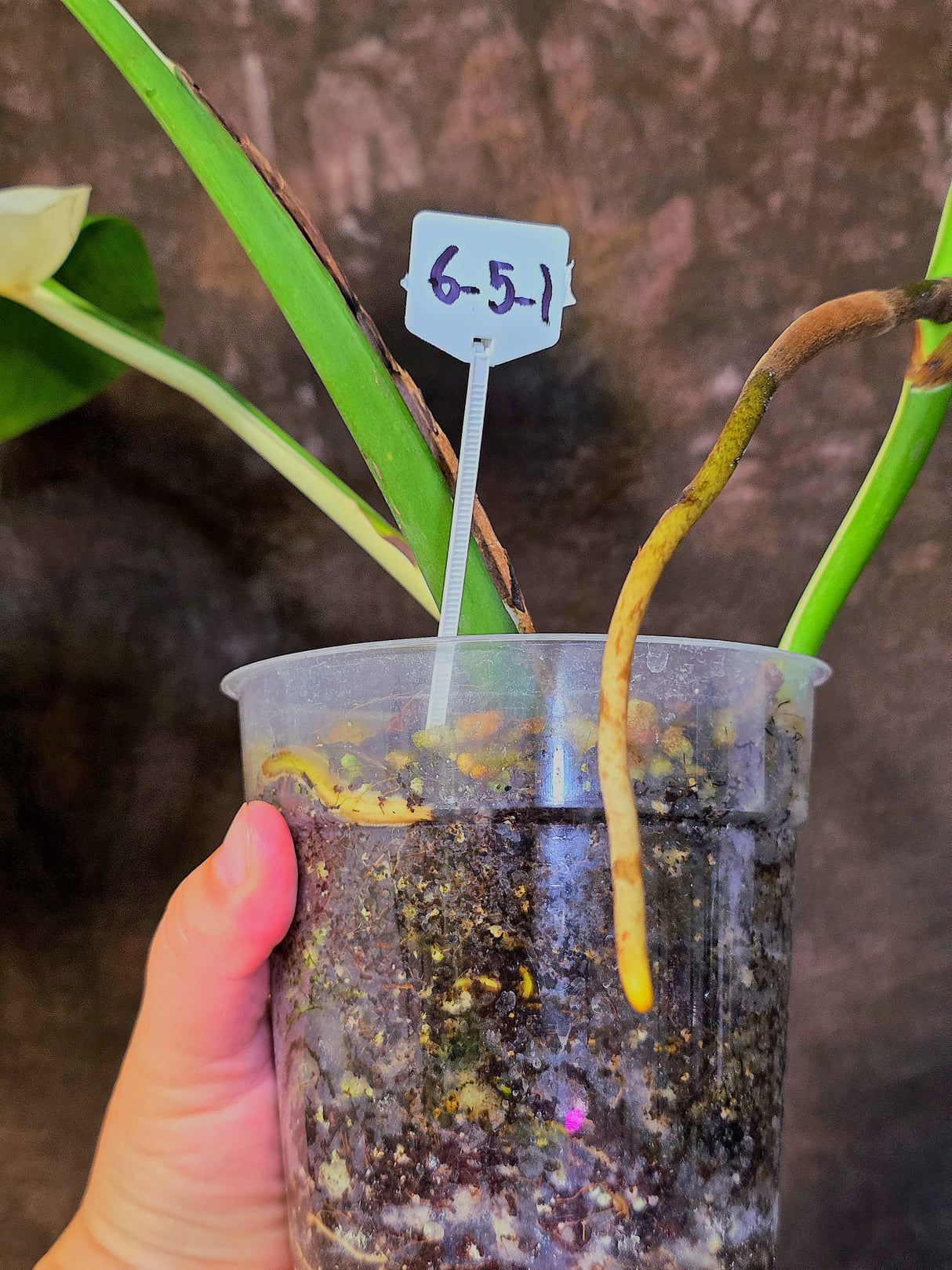 Variegated Monstera Albo - Rare White Monstera Borsigiana (6-5-1)