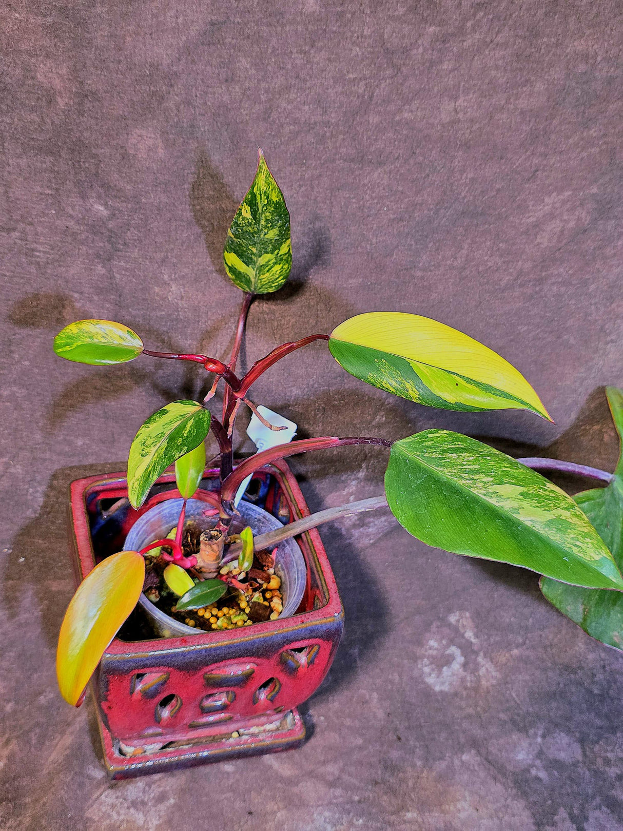 Variegated Philodendron Strawberry Shake Live Plant - EXACT Plant - (6-5-2)