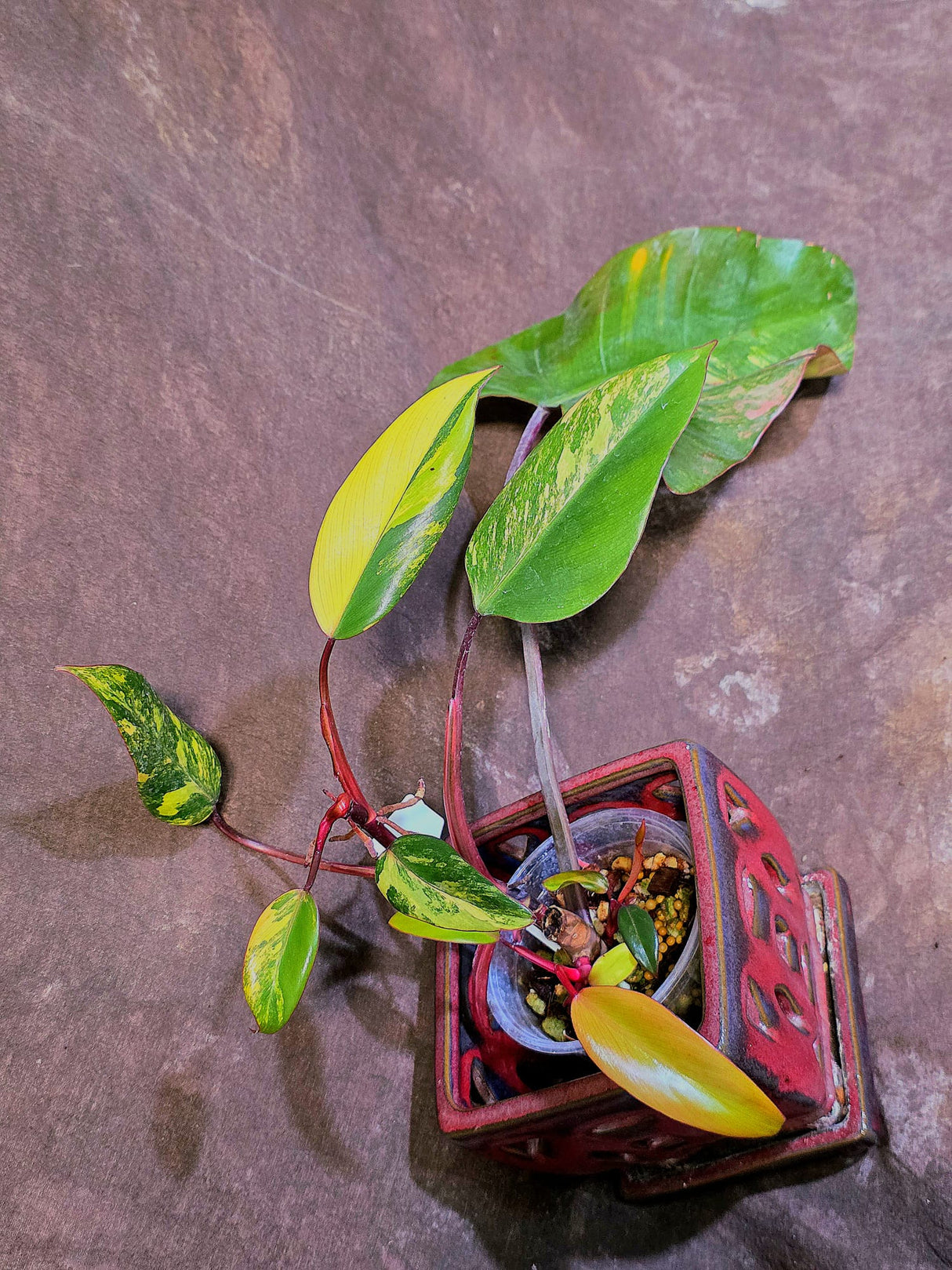 Variegated Philodendron Strawberry Shake Live Plant - EXACT Plant - (6-5-2)