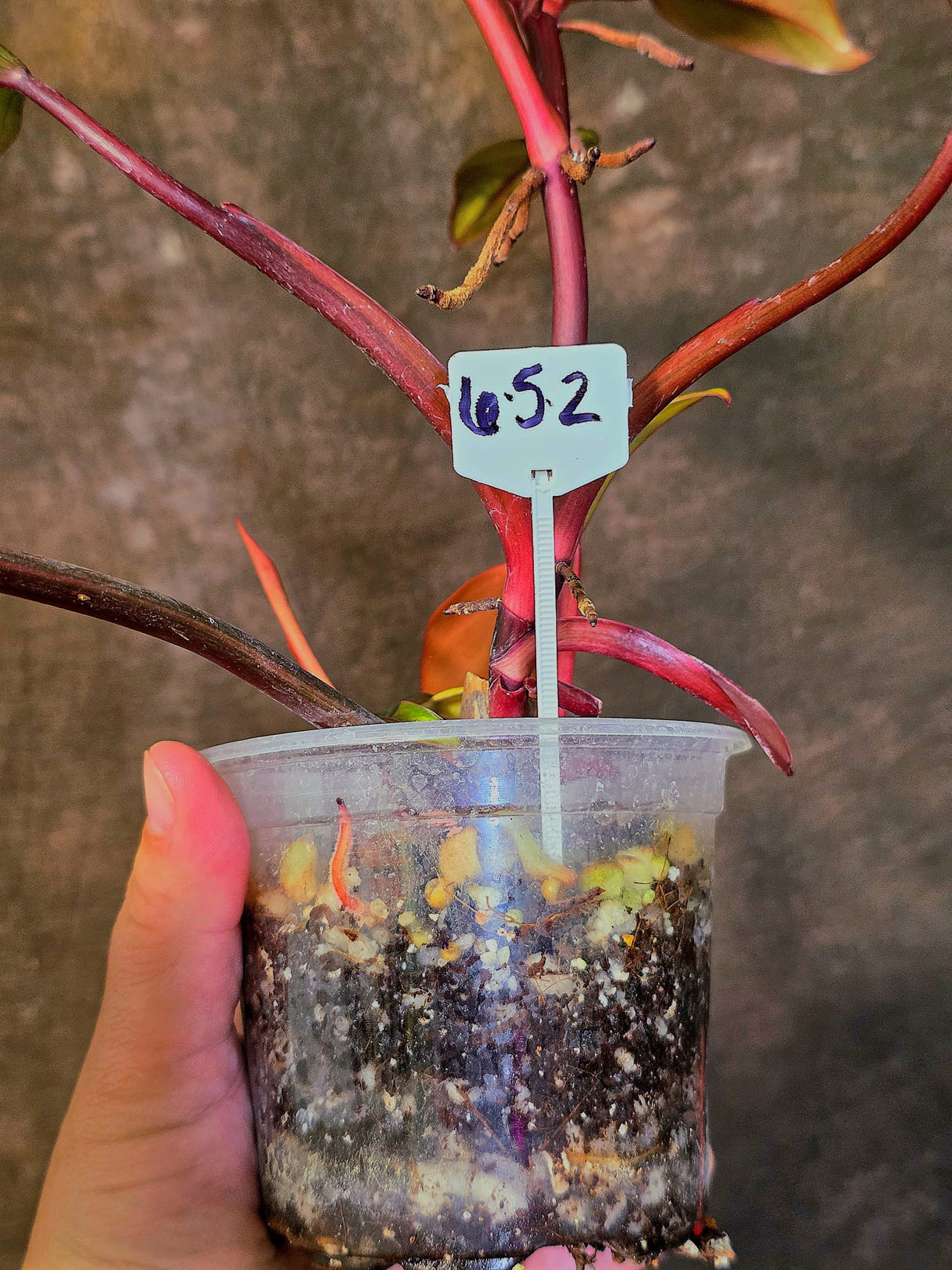 Variegated Philodendron Strawberry Shake Live Plant - EXACT Plant - (6-5-2)