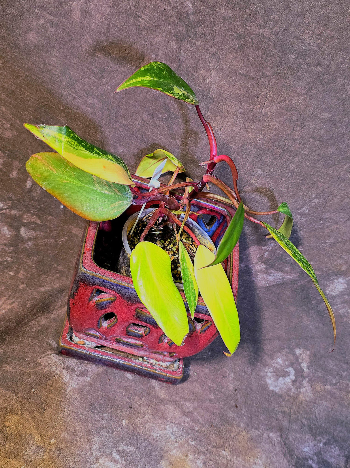 Variegated Philodendron Strawberry Shake Live Plant - EXACT Plant - (6-5-3)