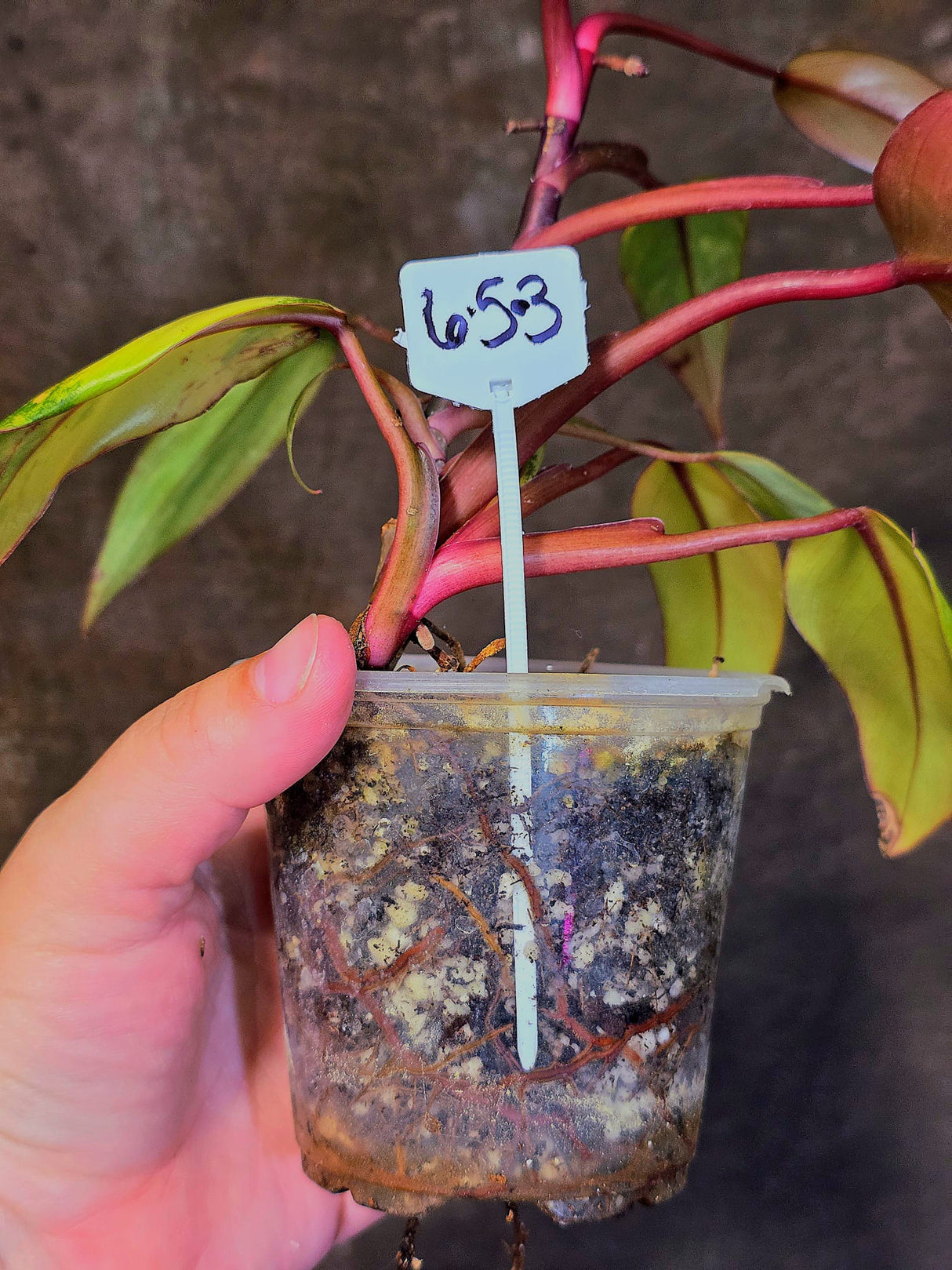 Variegated Philodendron Strawberry Shake Live Plant - EXACT Plant - (6-5-3)
