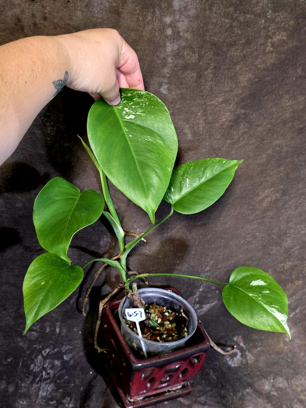 Variegated Monstera Albo - Rare White Monstera Borsigiana (6-5-7)