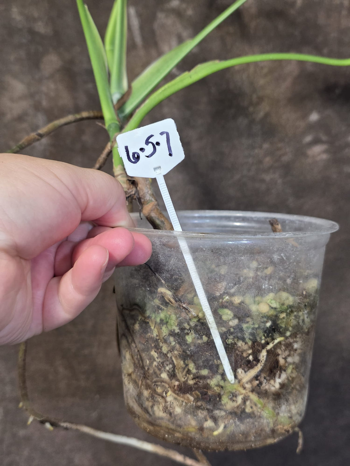 Variegated Monstera Albo - Rare White Monstera Borsigiana (6-5-7)