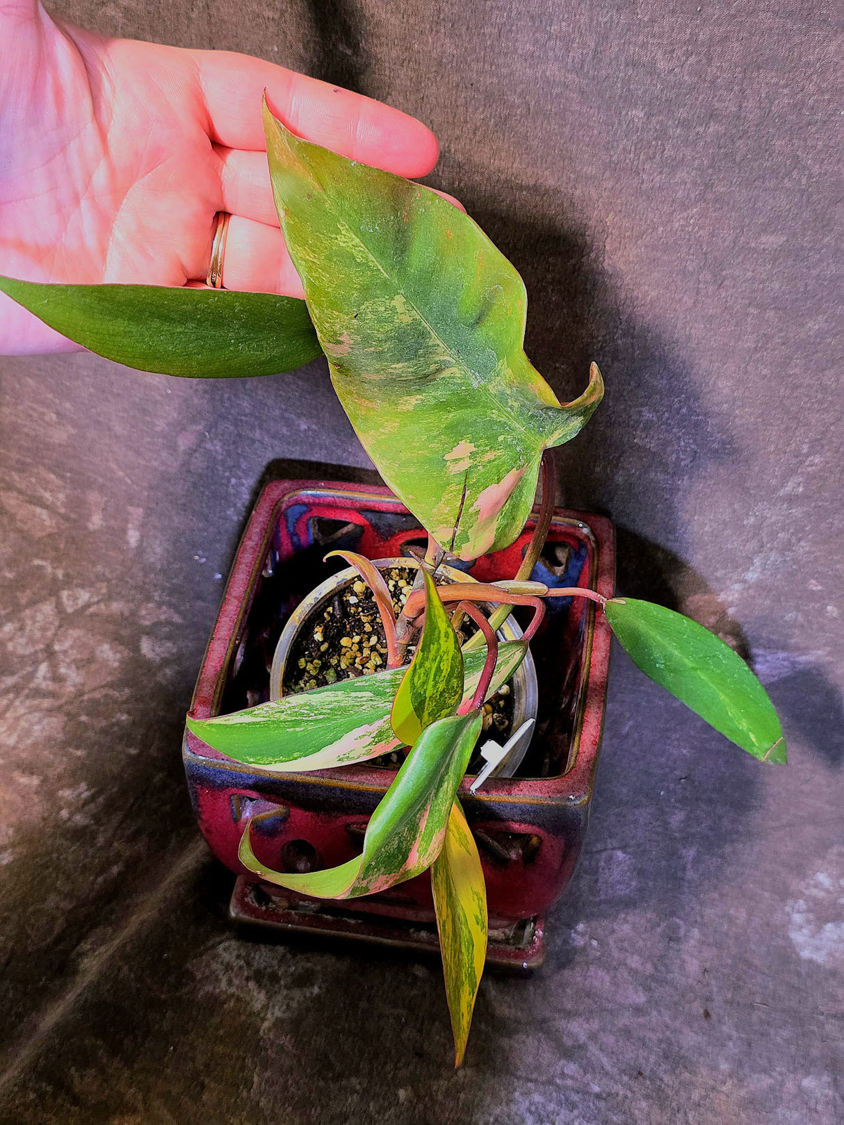Variegated Philodendron Strawberry Shake Live Plant - EXACT Plant - (6-5-4)
