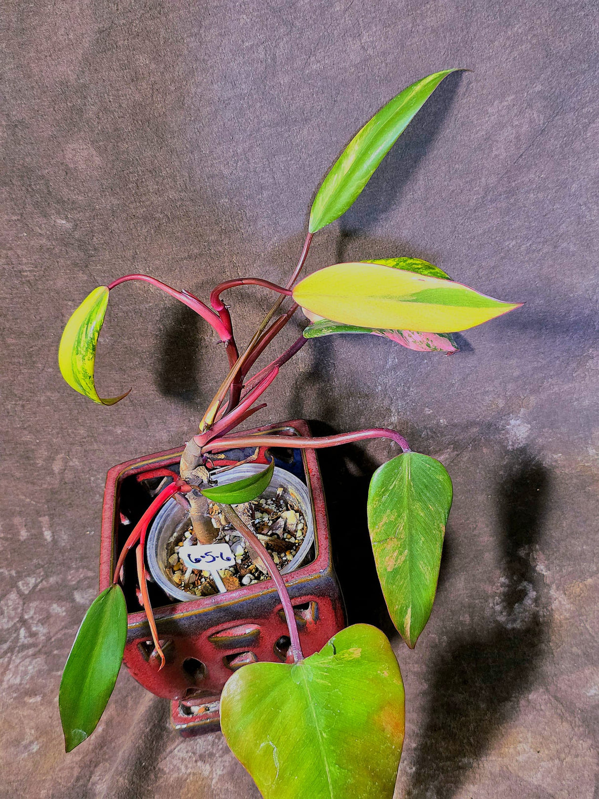 Variegated Philodendron Strawberry Shake Live Plant - EXACT Plant - (6-5-6)