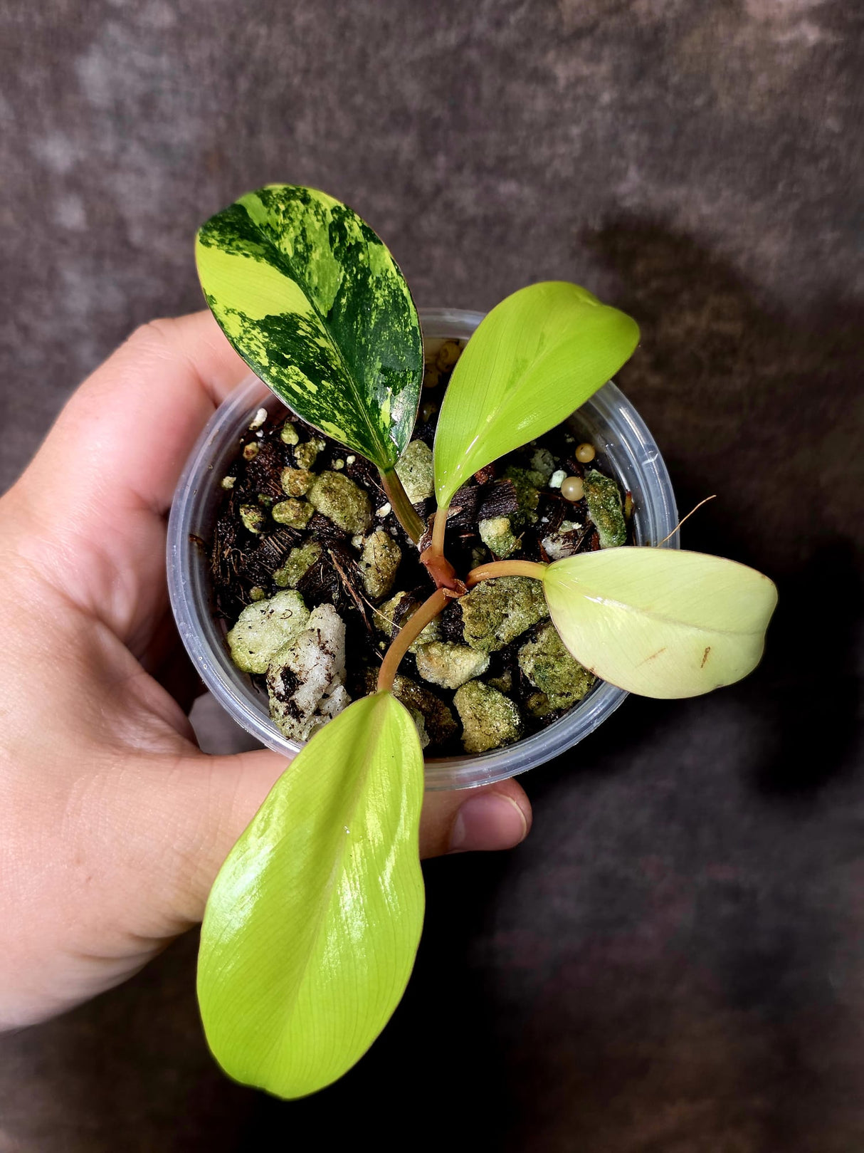 Philodendron Yellow Congo Variegated - EXACT Plant - US Seller (June-09-27)