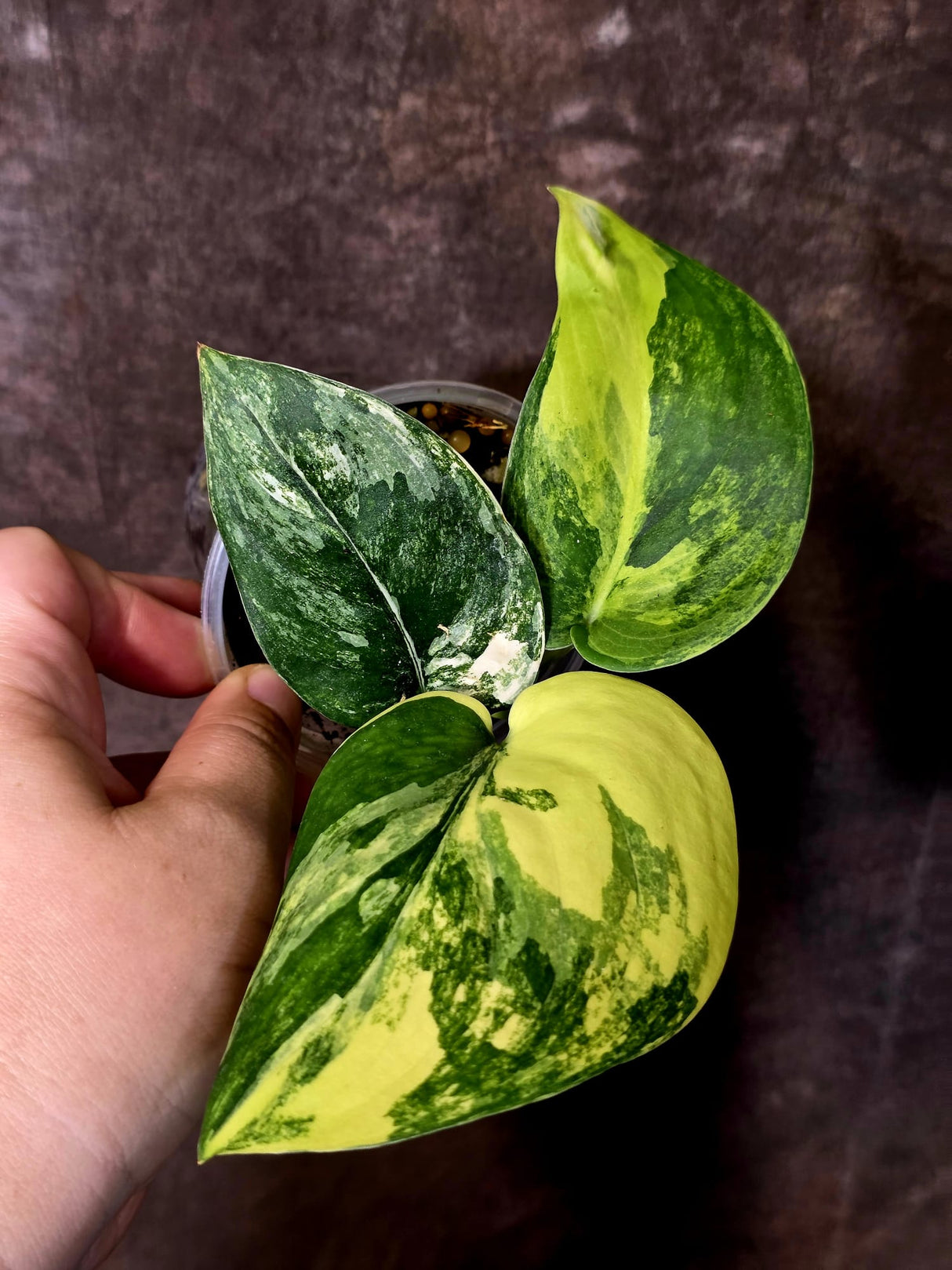 Scindapsus Jade Satin Variegated - Rare EXACT Plant - (June-09-26)