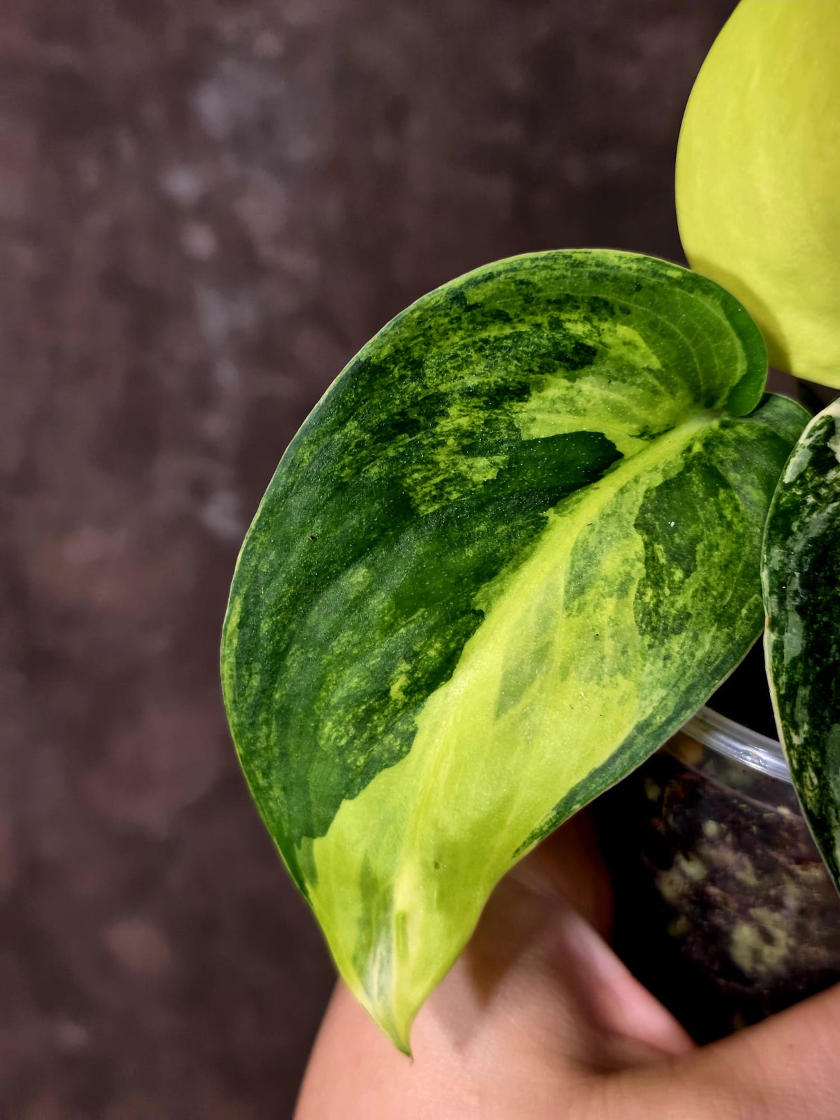Scindapsus Jade Satin Variegated - Rare EXACT Plant - (June-09-26)