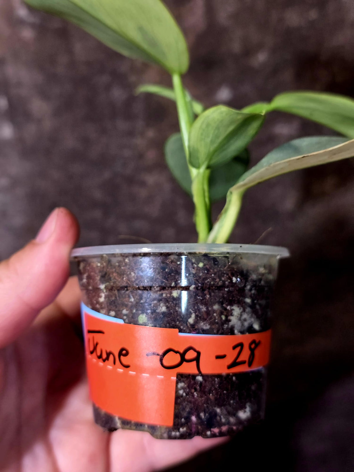 Philodendron Silver Sword Variegated - Rare Collector Plant - (June-09-28)
