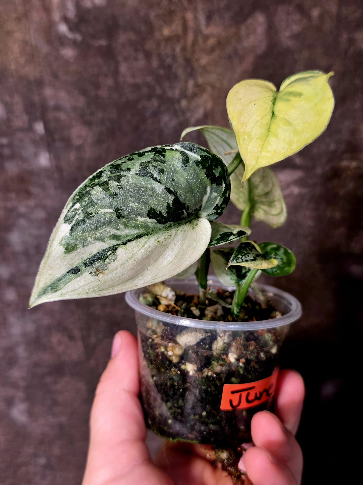 Variegated Scindapsus Mayari Plant - Collector Rare Exact Plant - (June-09-33)