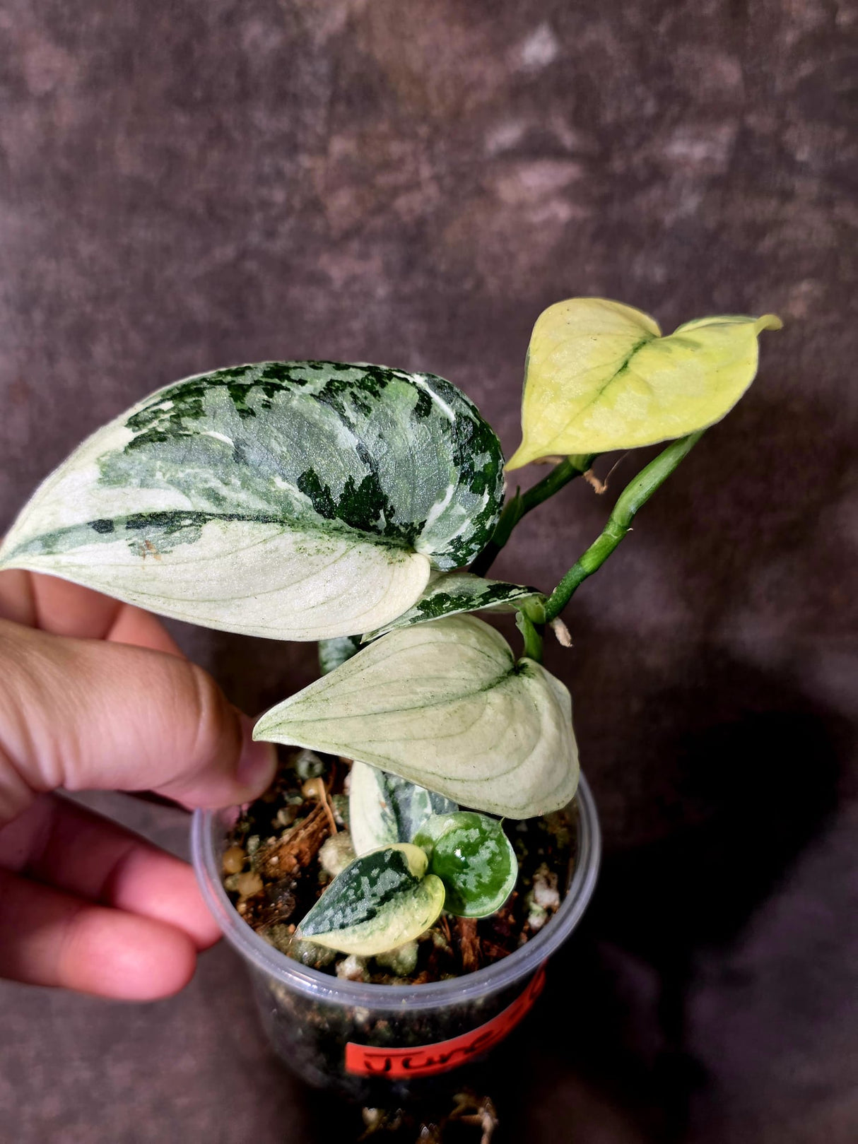 Variegated Scindapsus Mayari Plant - Collector Rare Exact Plant - (June-09-33)