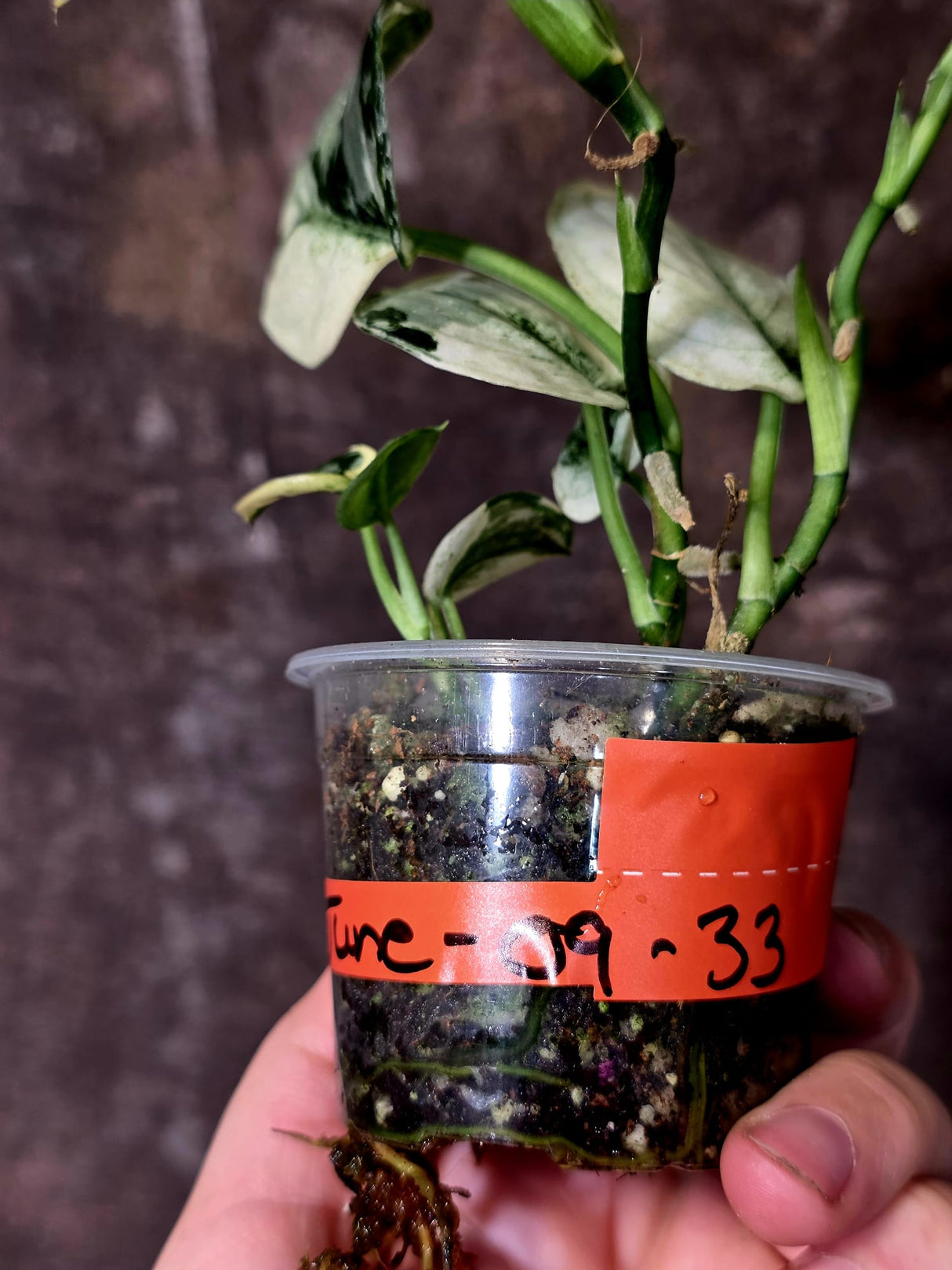 Variegated Scindapsus Mayari Plant - Collector Rare Exact Plant - (June-09-33)