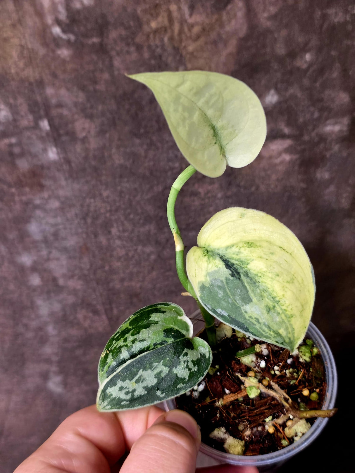 Variegated Scindapsus Mayari Plant - Collector Rare Exact Plant - (June-09-37)
