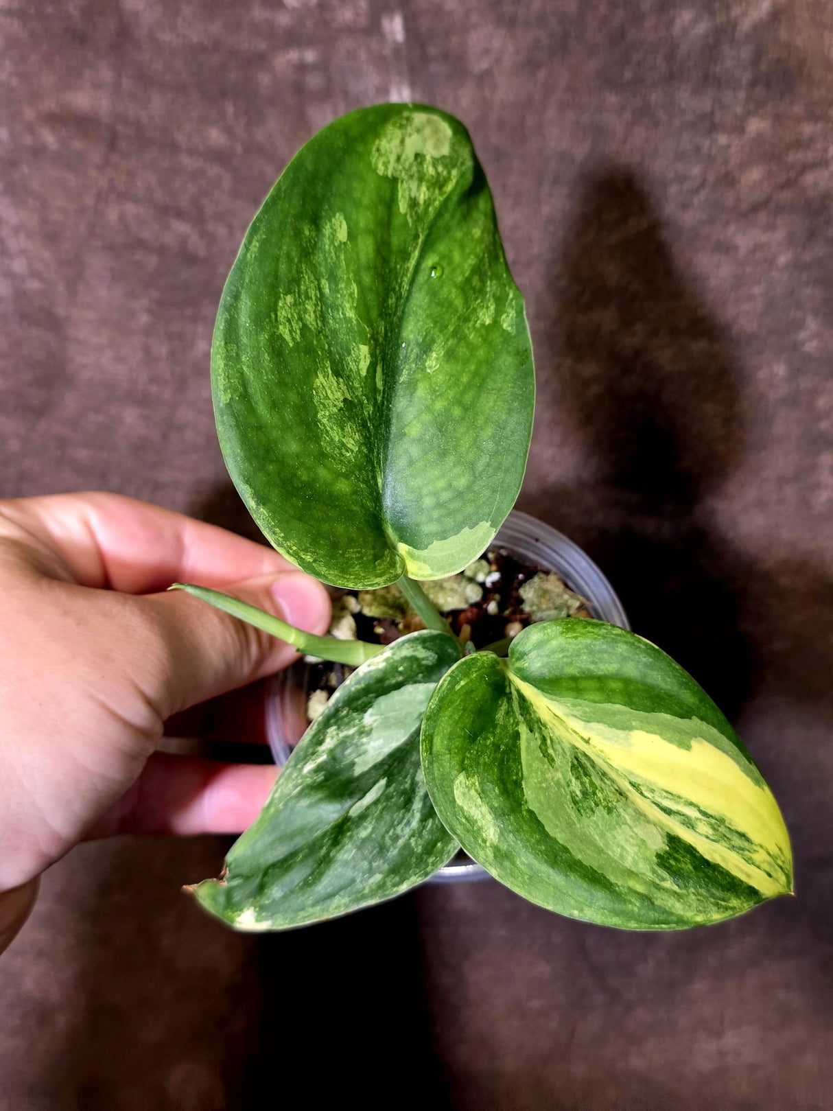 Scindapsus Jade Satin Variegated - Rare Tropical Plant - EXACT Plant - (June-09-34)