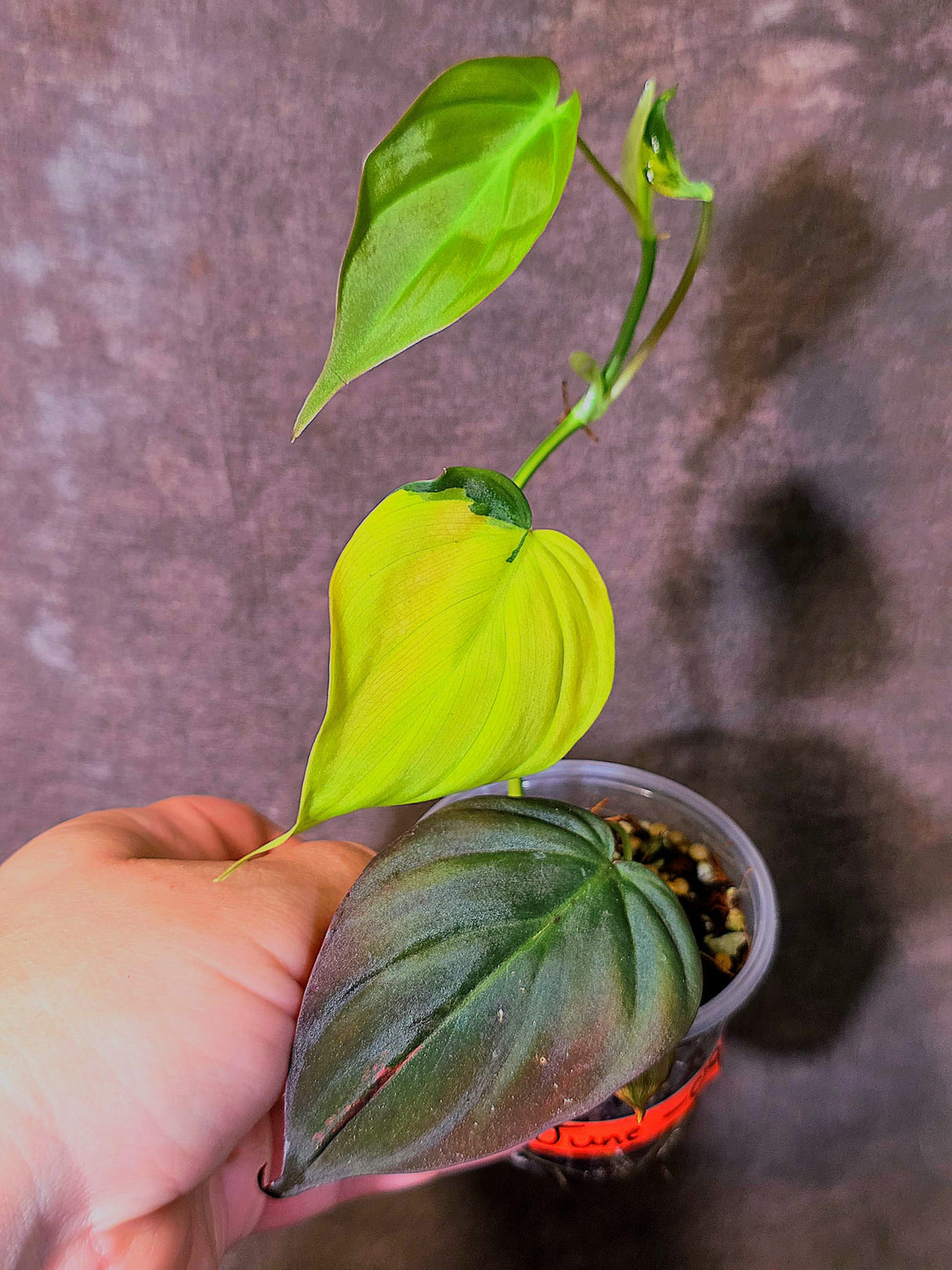 Variegated Philodendron Mican Aurea - Rare Collector Plant - (June-09-39)