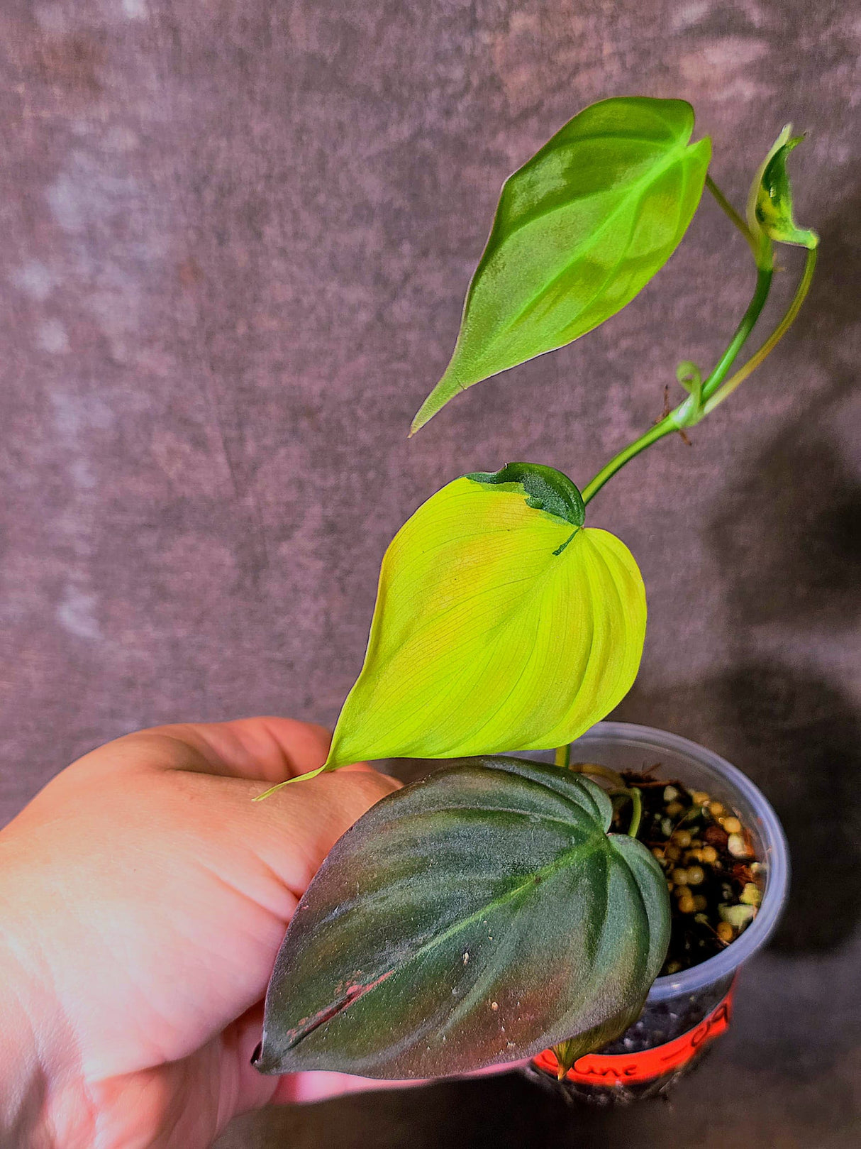Variegated Philodendron Mican Aurea - Rare Collector Plant - (June-09-39)