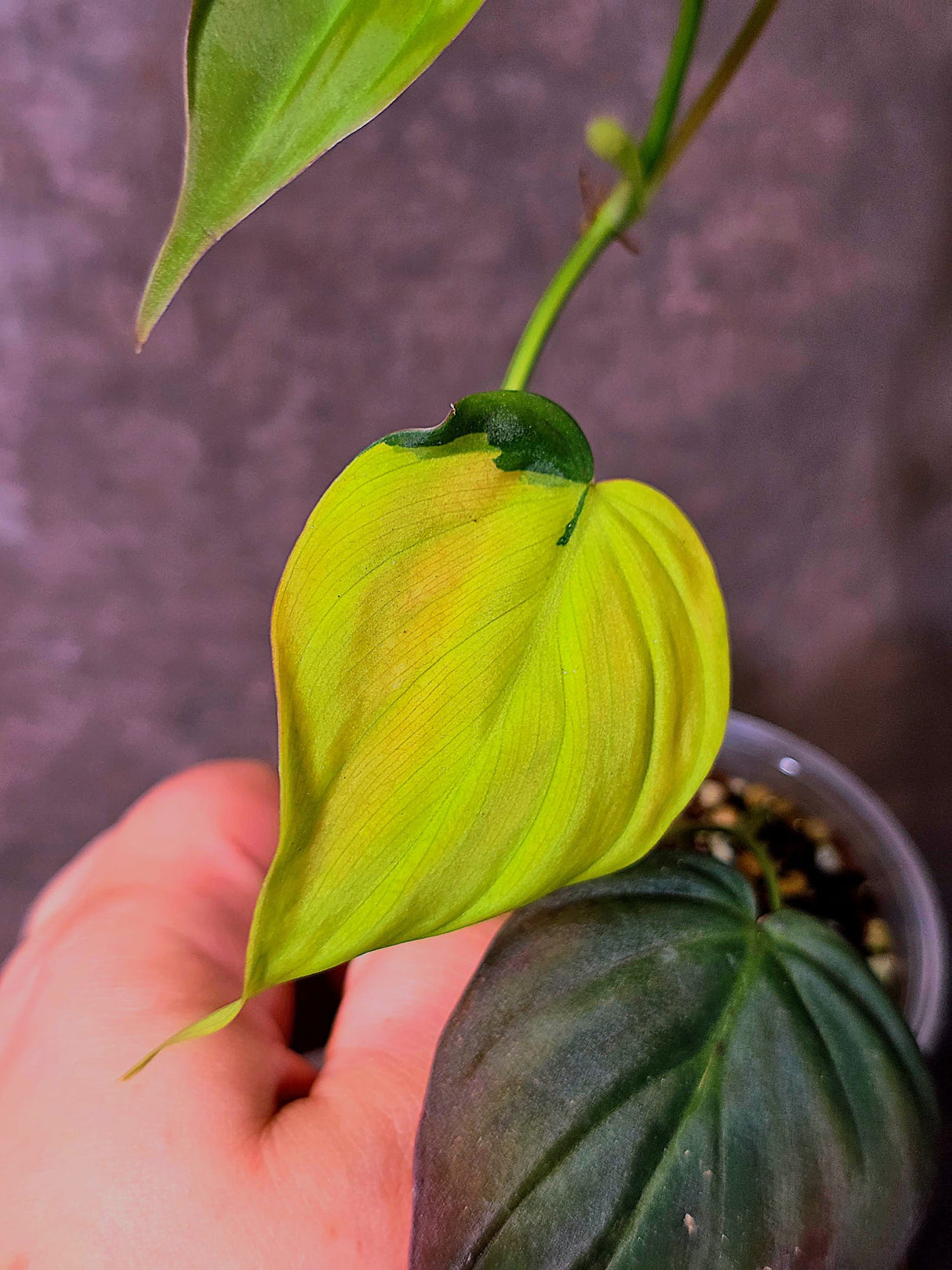 Variegated Philodendron Mican Aurea - Rare Collector Plant - (June-09-39)