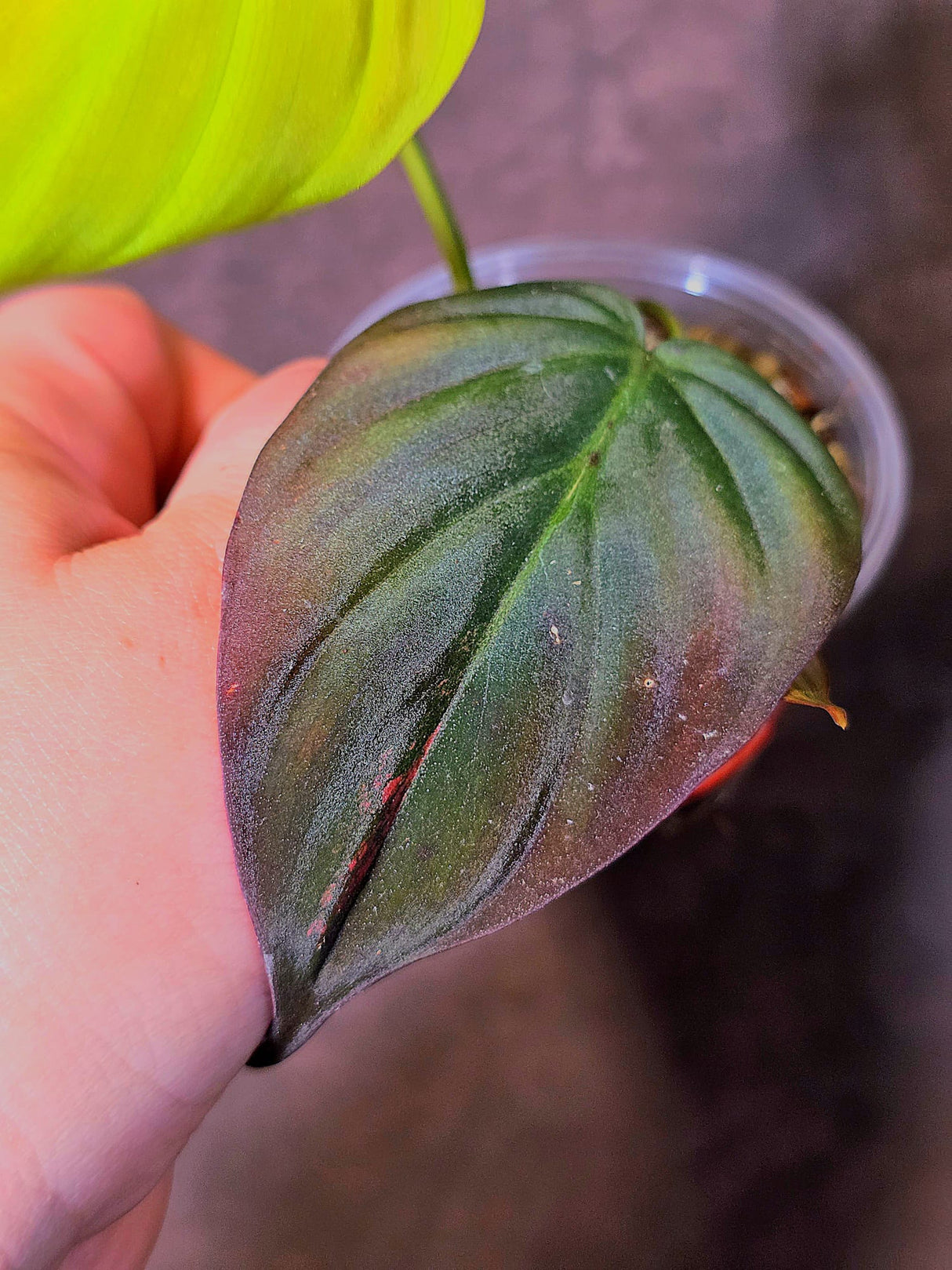 Variegated Philodendron Mican Aurea - Rare Collector Plant - (June-09-39)