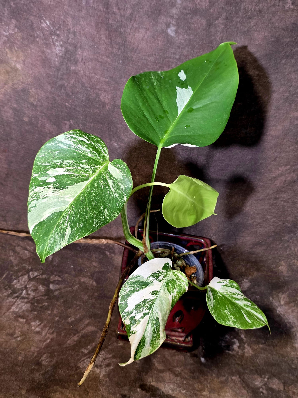 Variegated Monstera Albo - White Monstera Borsigiana Baby Leaf - (June-09-41)