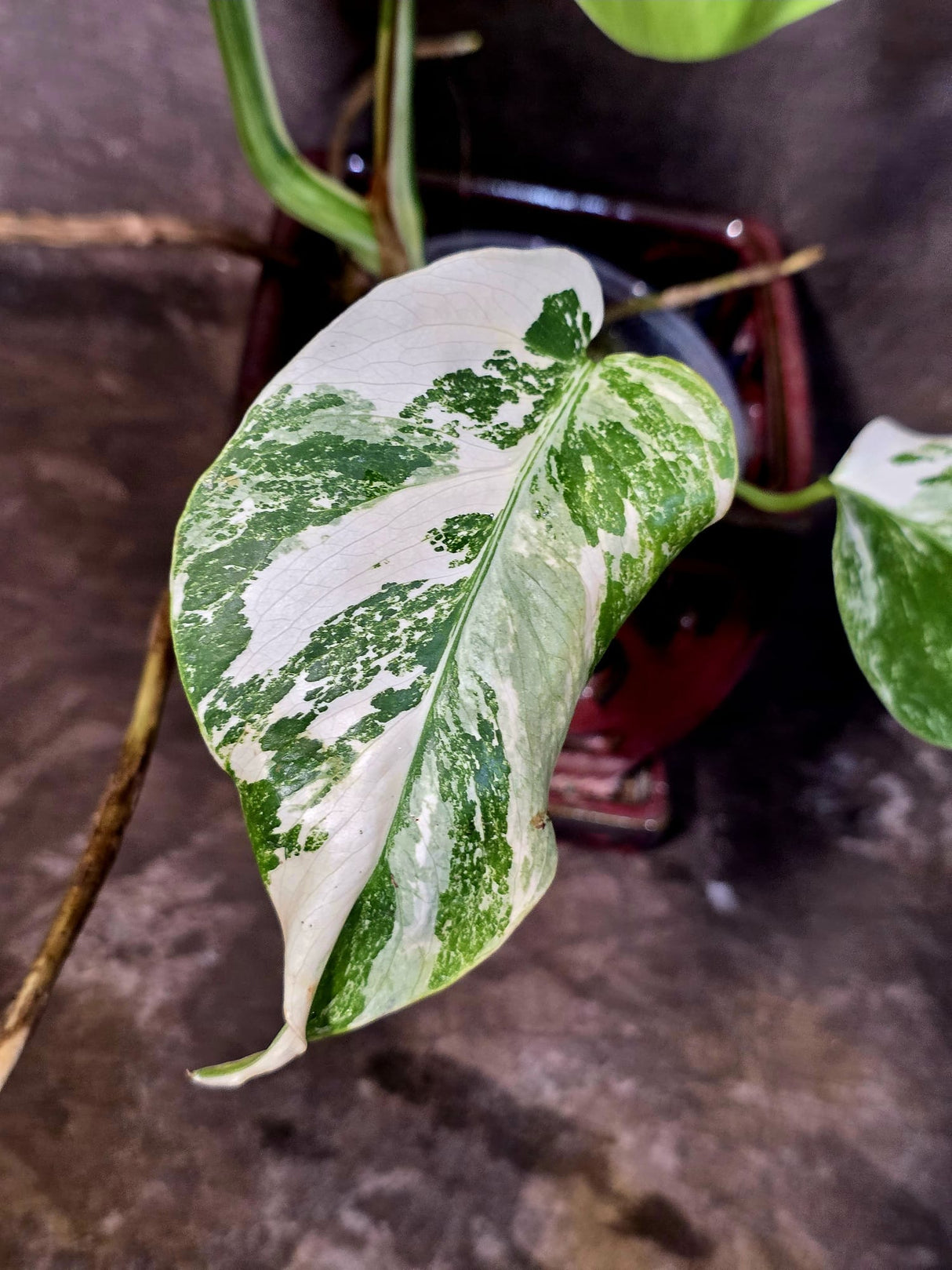 Variegated Monstera Albo - White Monstera Borsigiana Baby Leaf - (June-09-41)