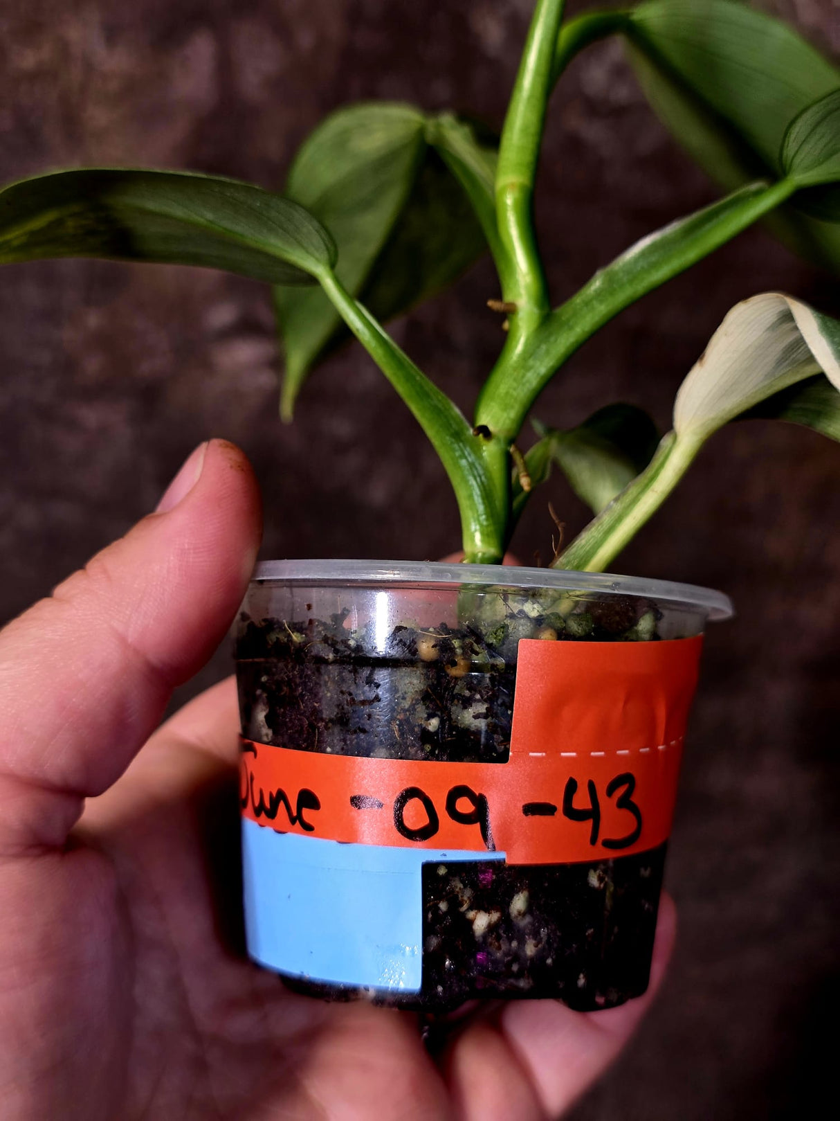 Philodendron Silver Sword Variegated - Rare Collectors Plant - (June-09-43)