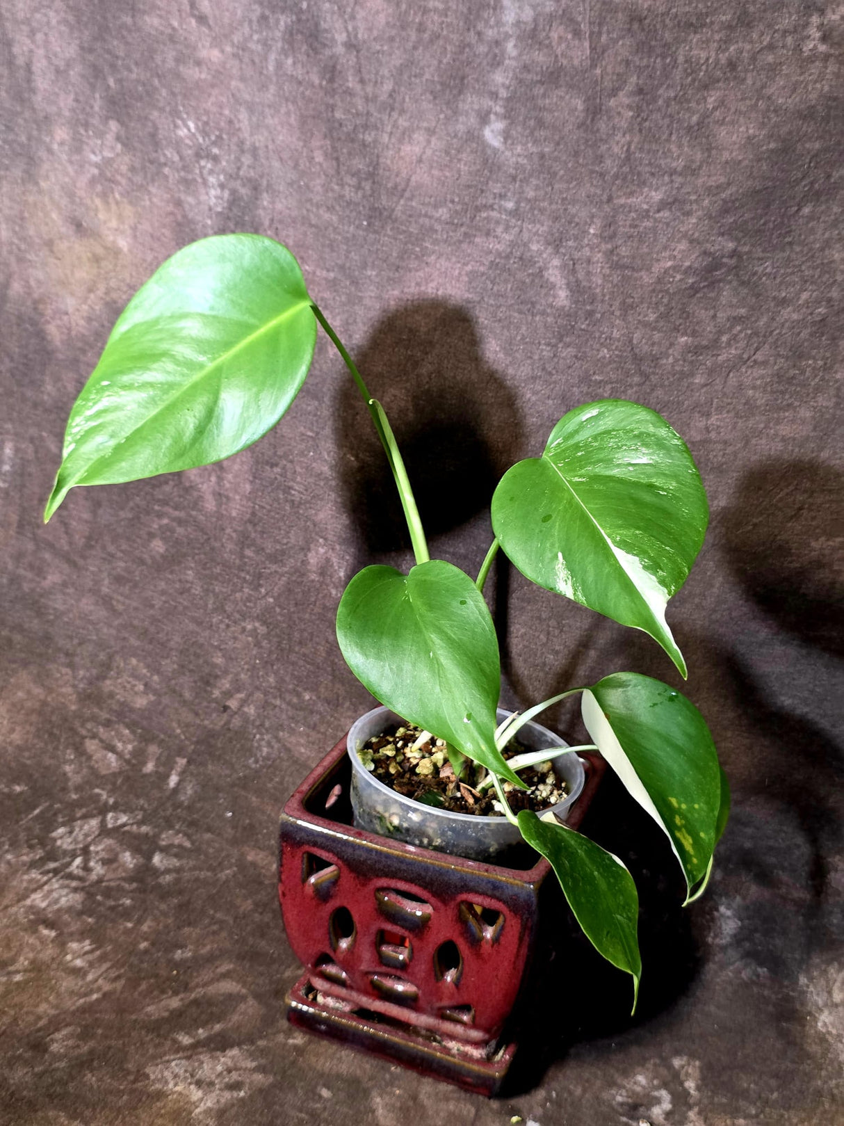 Variegated Monstera Albo - White Monstera Borsigiana Baby Leaf - (June-09-44)