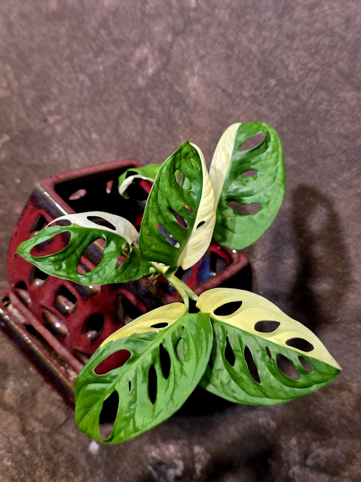 Variegated Monstera Adansonii Albo - Swiss Cheese Plant - (June-09-42)