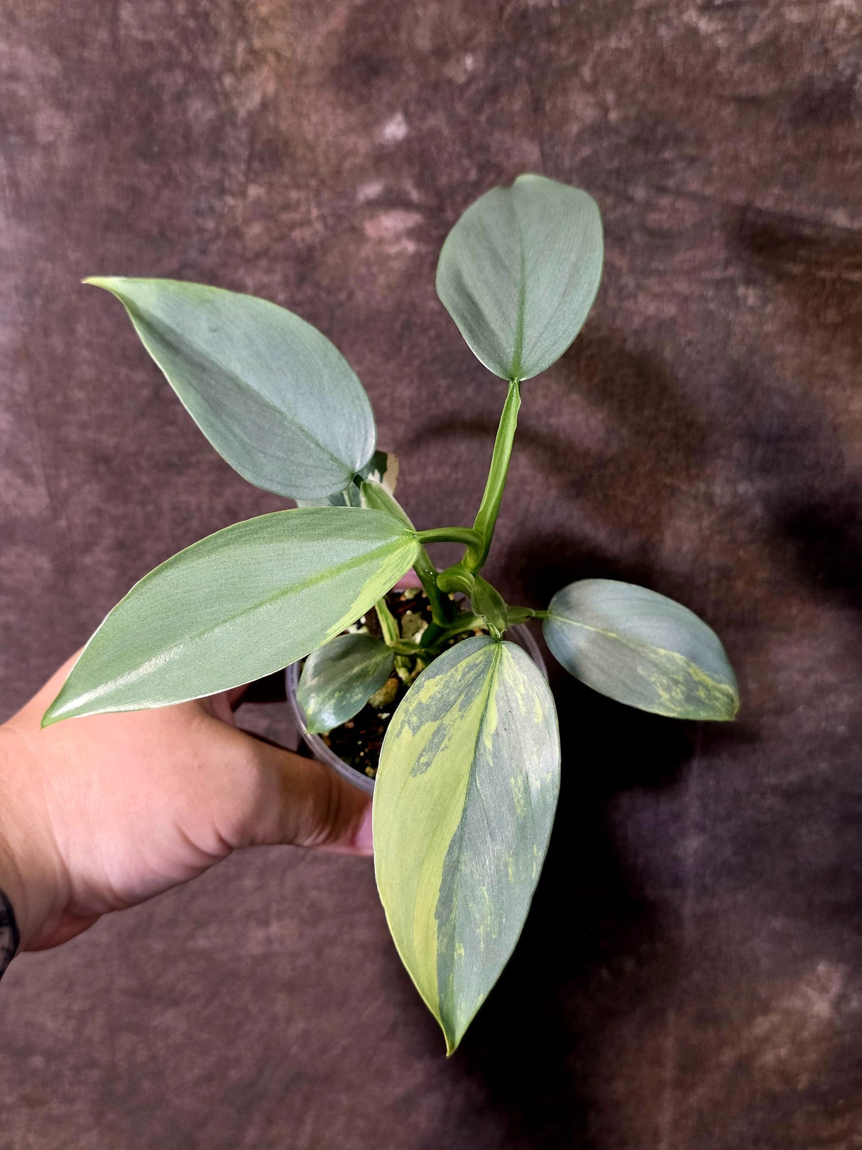 Philodendron Silver Sword Variegated - Rare Collectors Plant - (June-09-43)