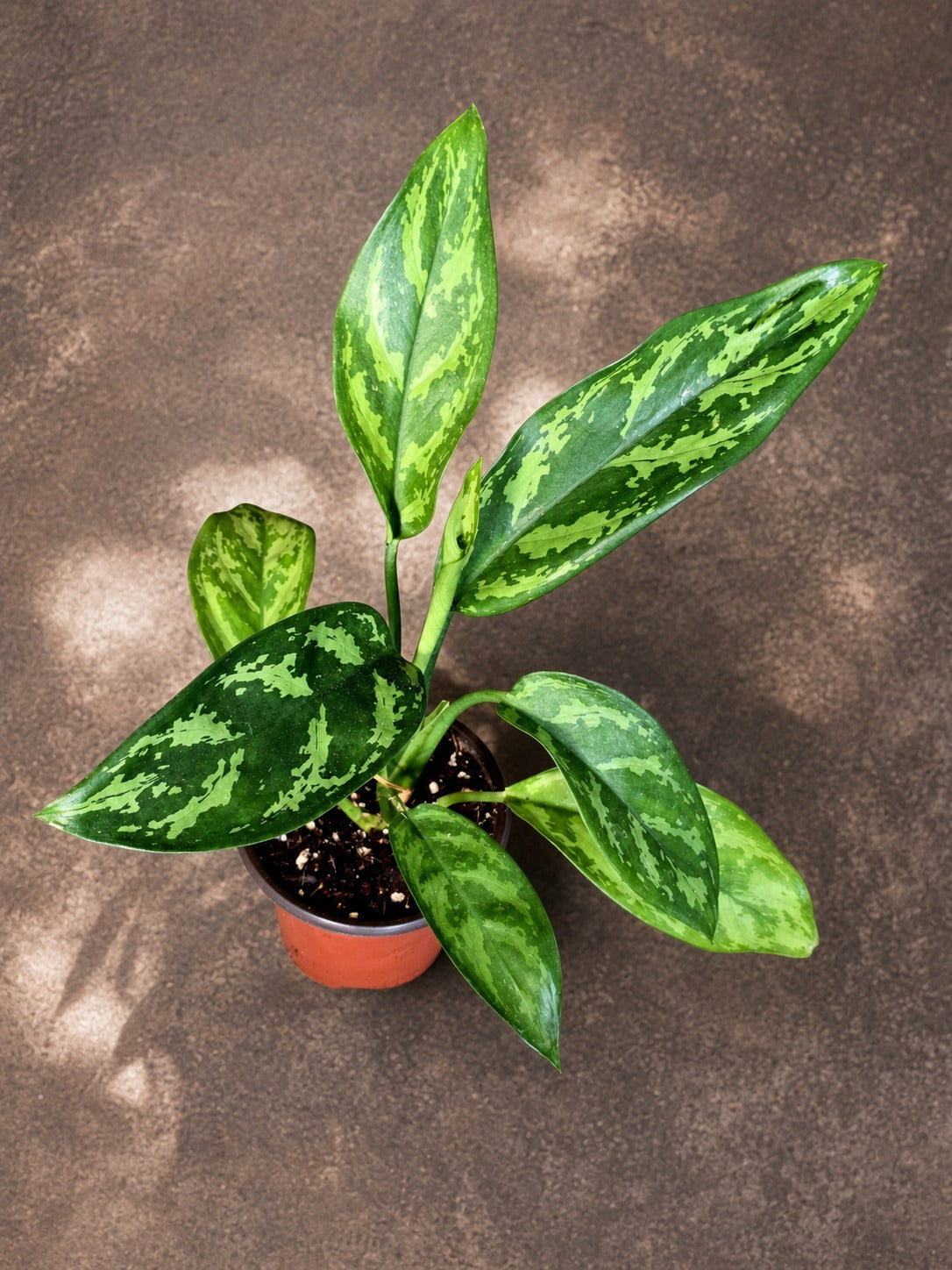 Aglaonema Maria Live Plant in 3 Inch Pot - Chinese Evergreen - Easy Care Houseplant - Low Light Indoor Plant - Office Desk Plant