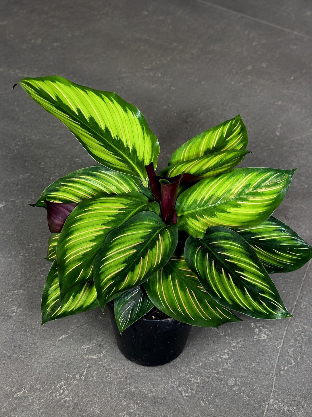 Calathea Beauty Star in 4" Nursery Pot - Prayer Plant - Striped Tropical Foliage Houseplant - Pet Friendly Indoor - Vibrant Patterned Leaf
