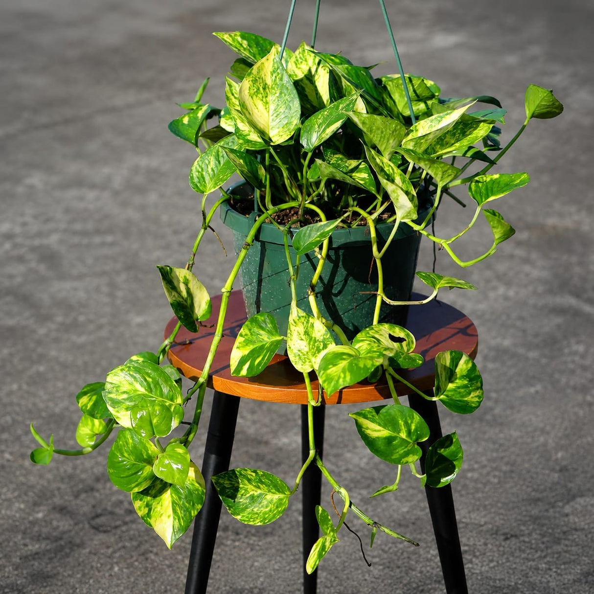 Hawaiian Pothos in 6" Hanging Basket – Easy Care Trailing Houseplant