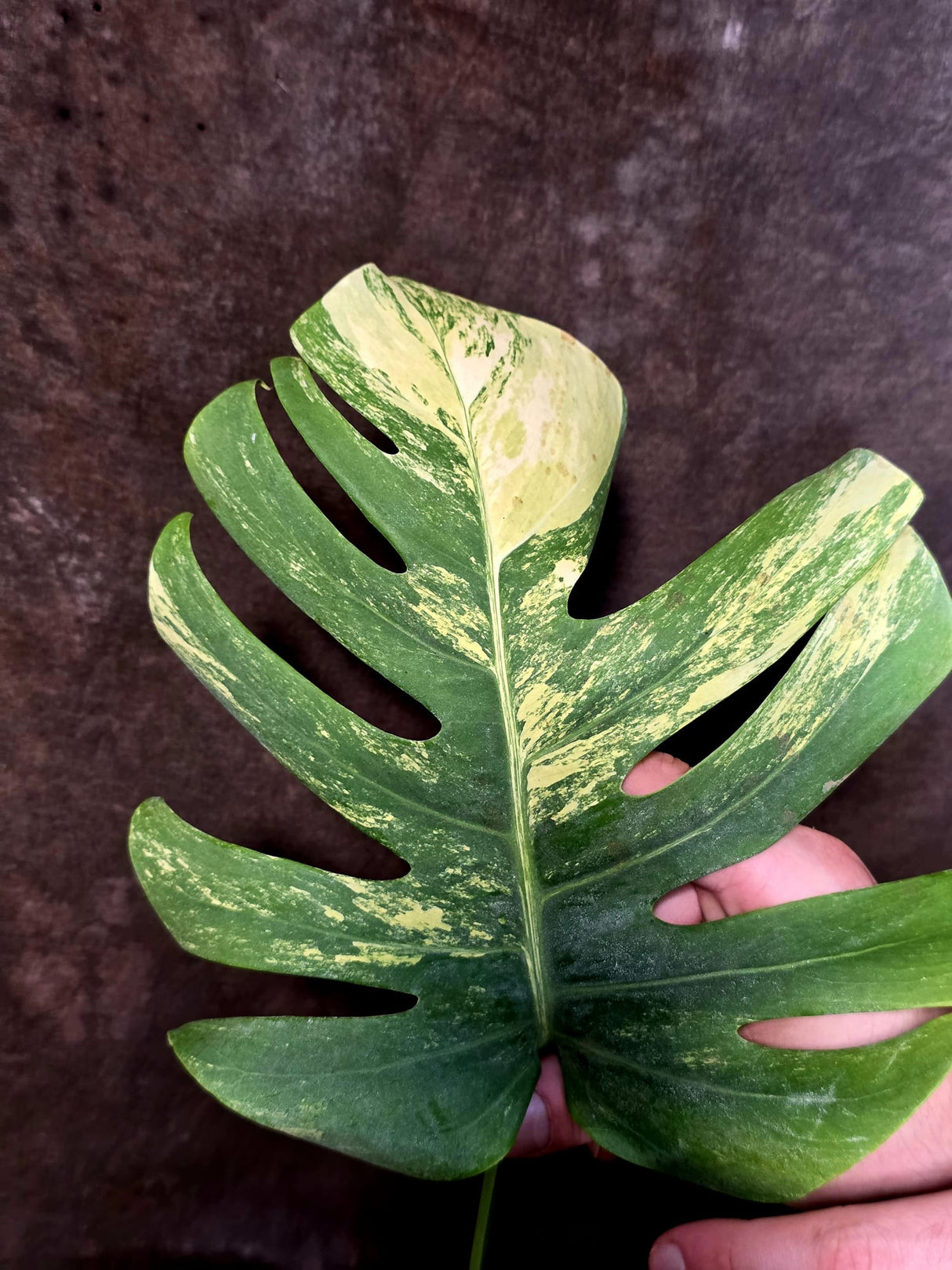 Monstera Borsigiana Aurea Variegated - Exact Plant - US Seller - (June-16-04)