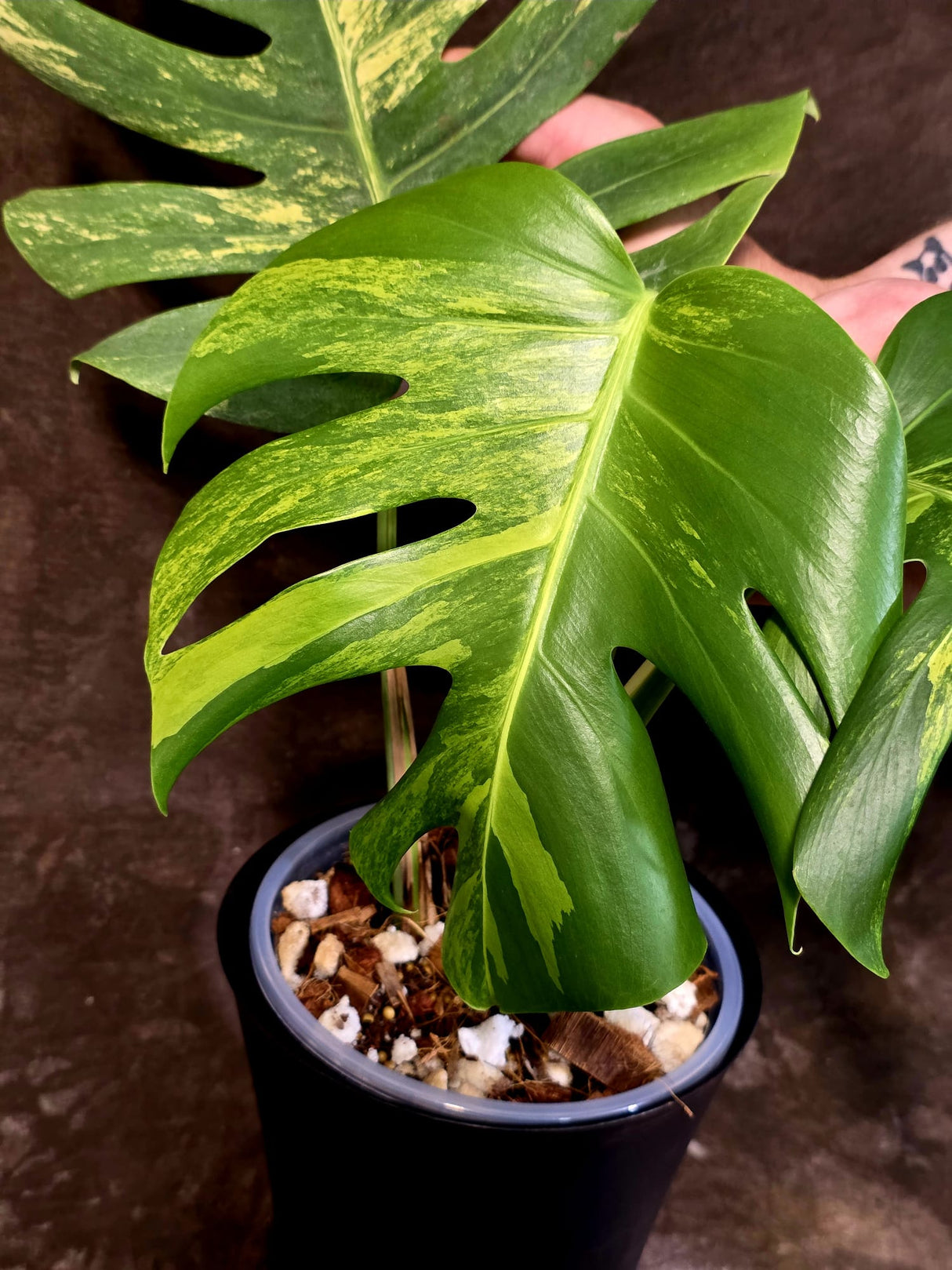 Monstera Borsigiana Aurea Variegated - Exact Plant - US Seller - (June-16-04)