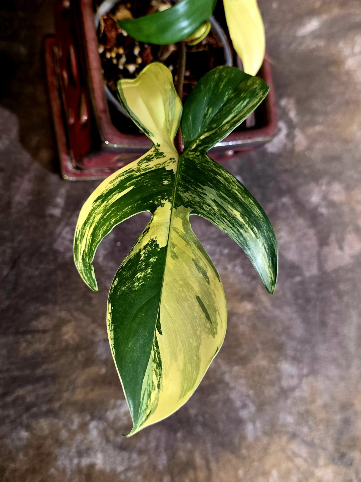 Variegated Philodendron Florida Beauty - Rare Live Plant - (June-16-31)