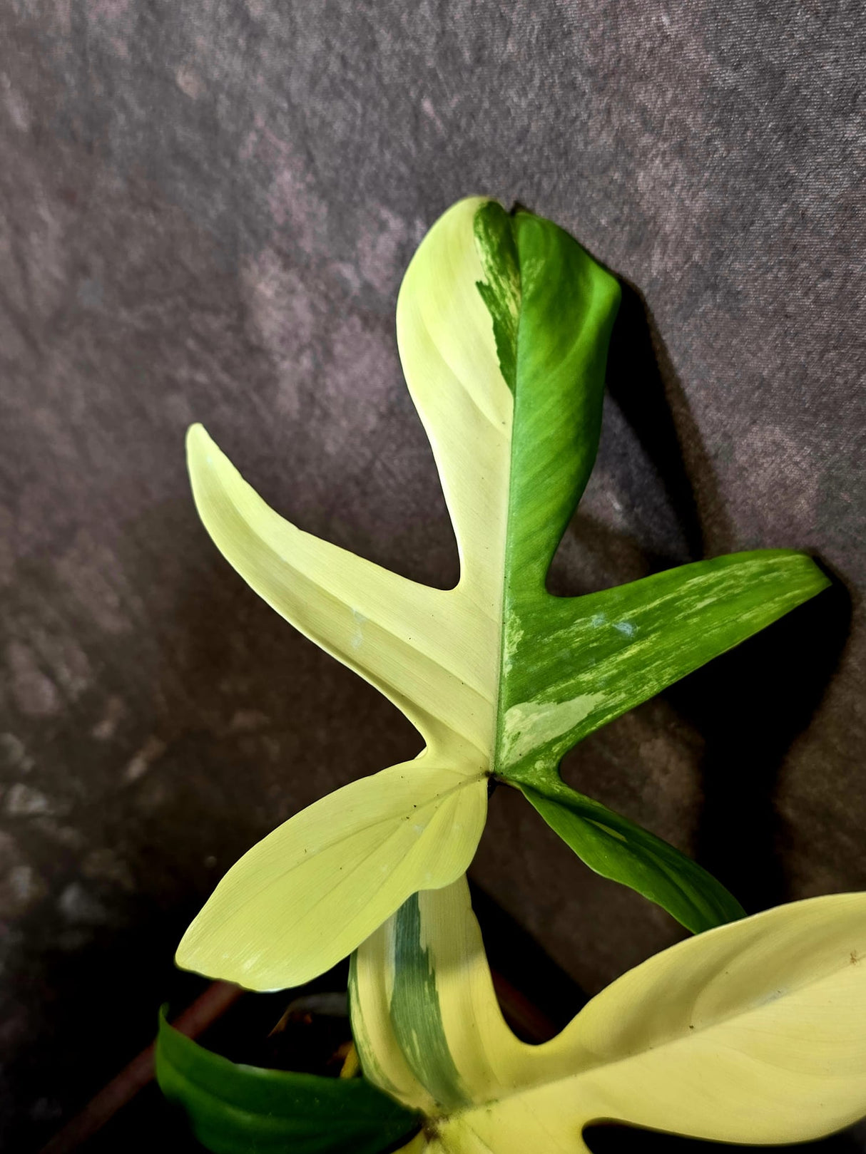 Variegated Philodendron Florida Beauty - Rare Live Plant - (June-16-31)