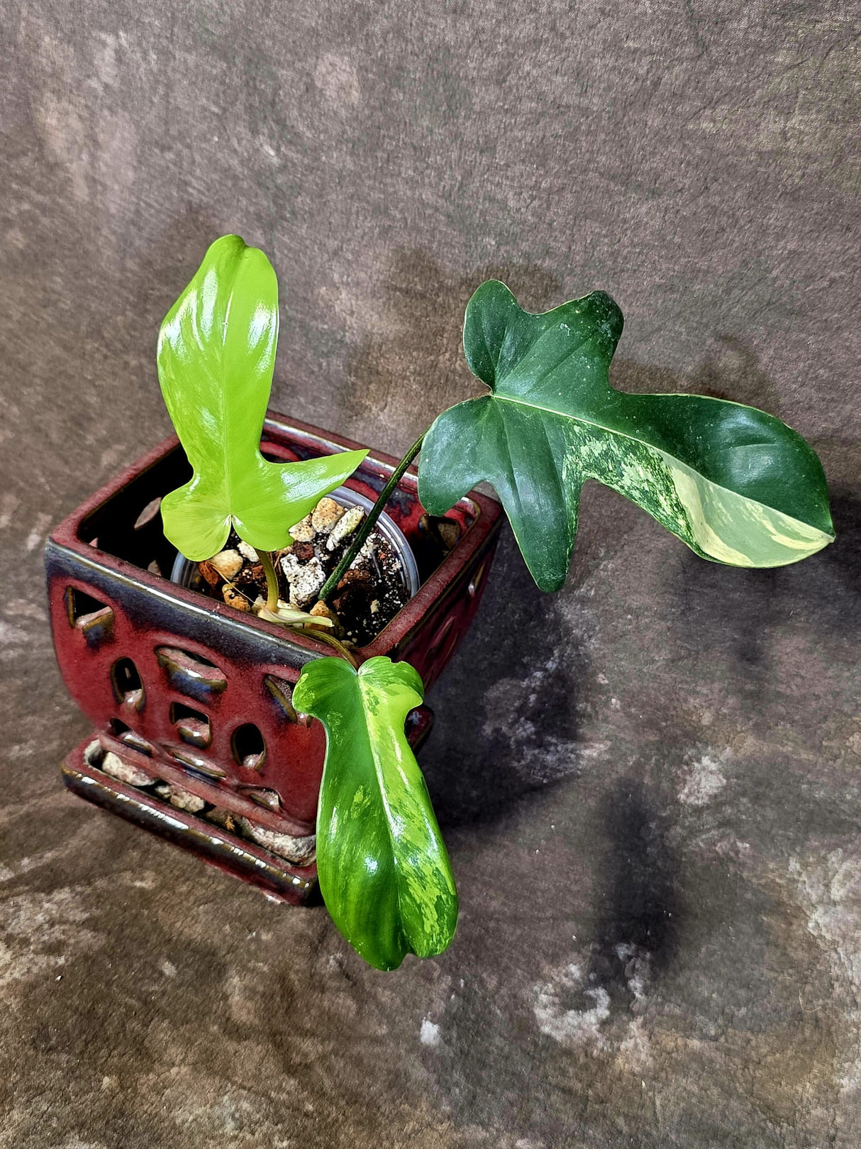 Variegated Philodendron Florida Beauty - Rare Live Plant - (June-16-32)