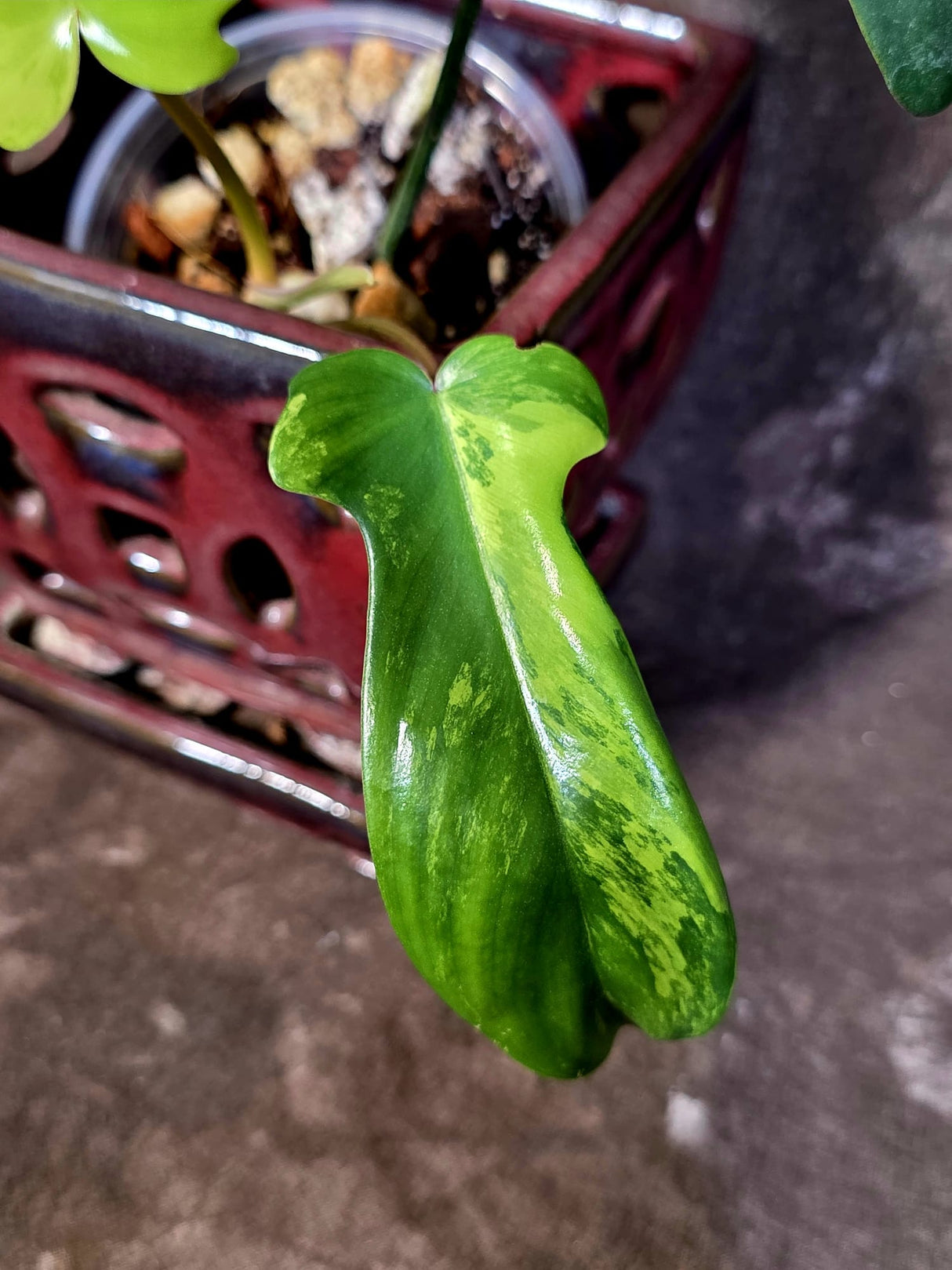 Variegated Philodendron Florida Beauty - Rare Live Plant - (June-16-32)
