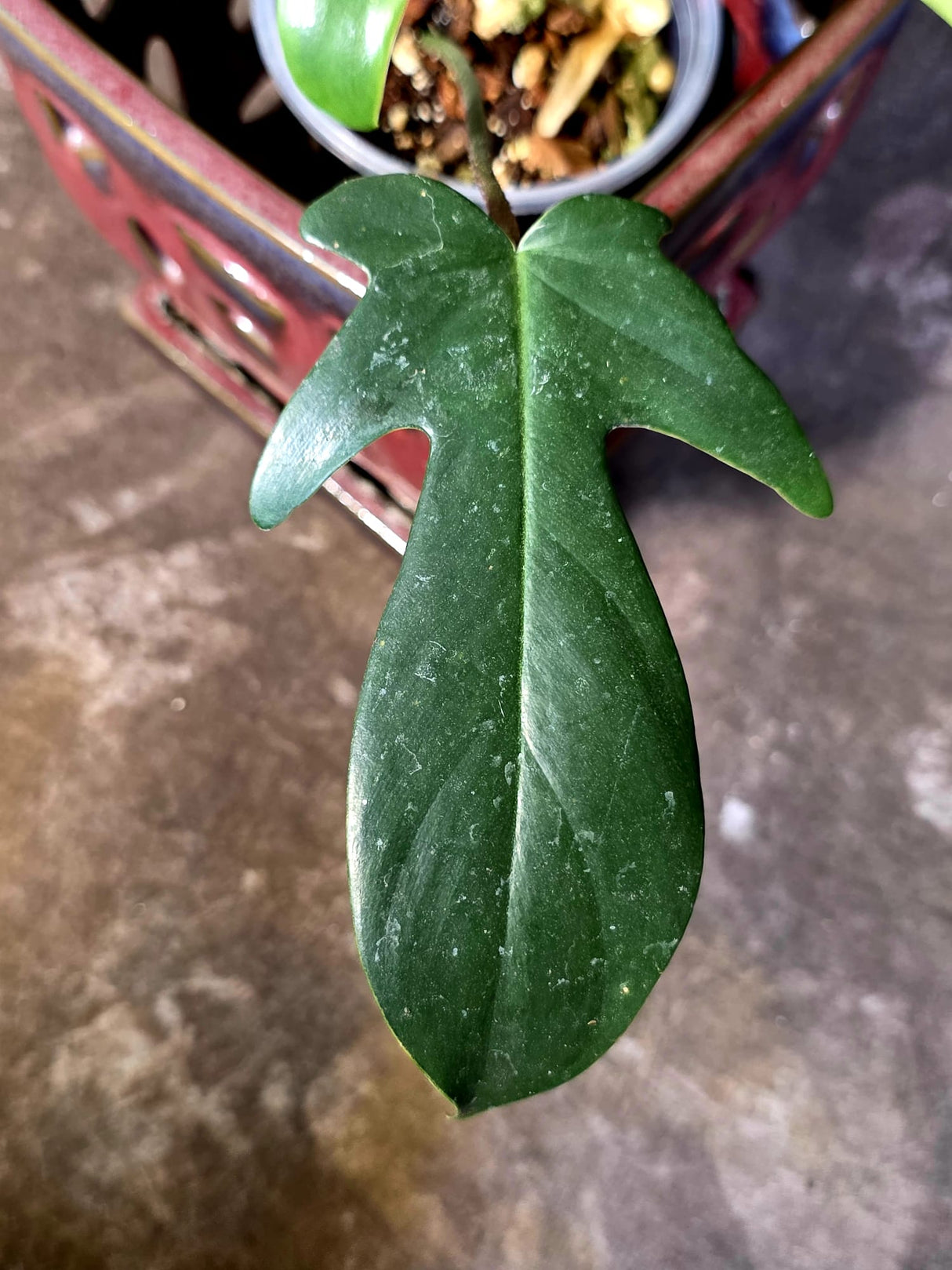 Variegated Philodendron Florida Beauty - Rare Live Plant - (June-16-34)