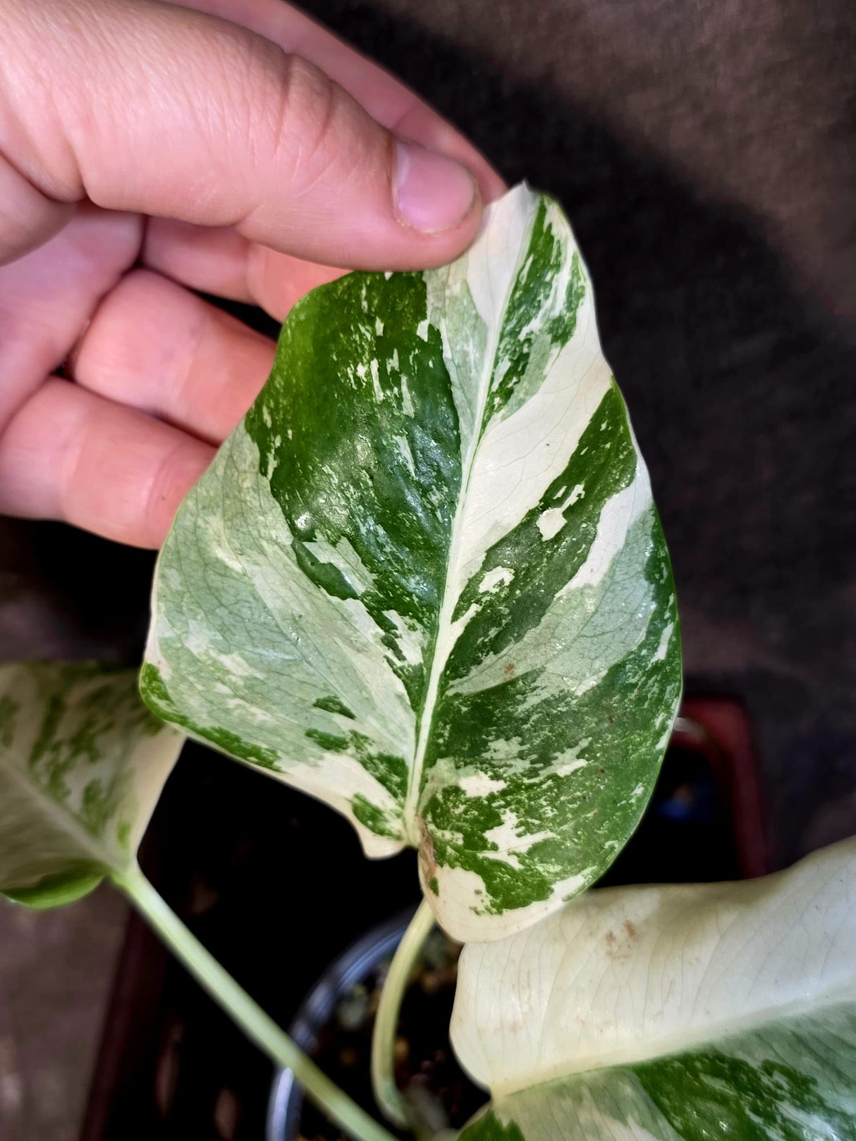 Variegated Monstera Albo Borsigiana - Exact Plant - (June-16-53)