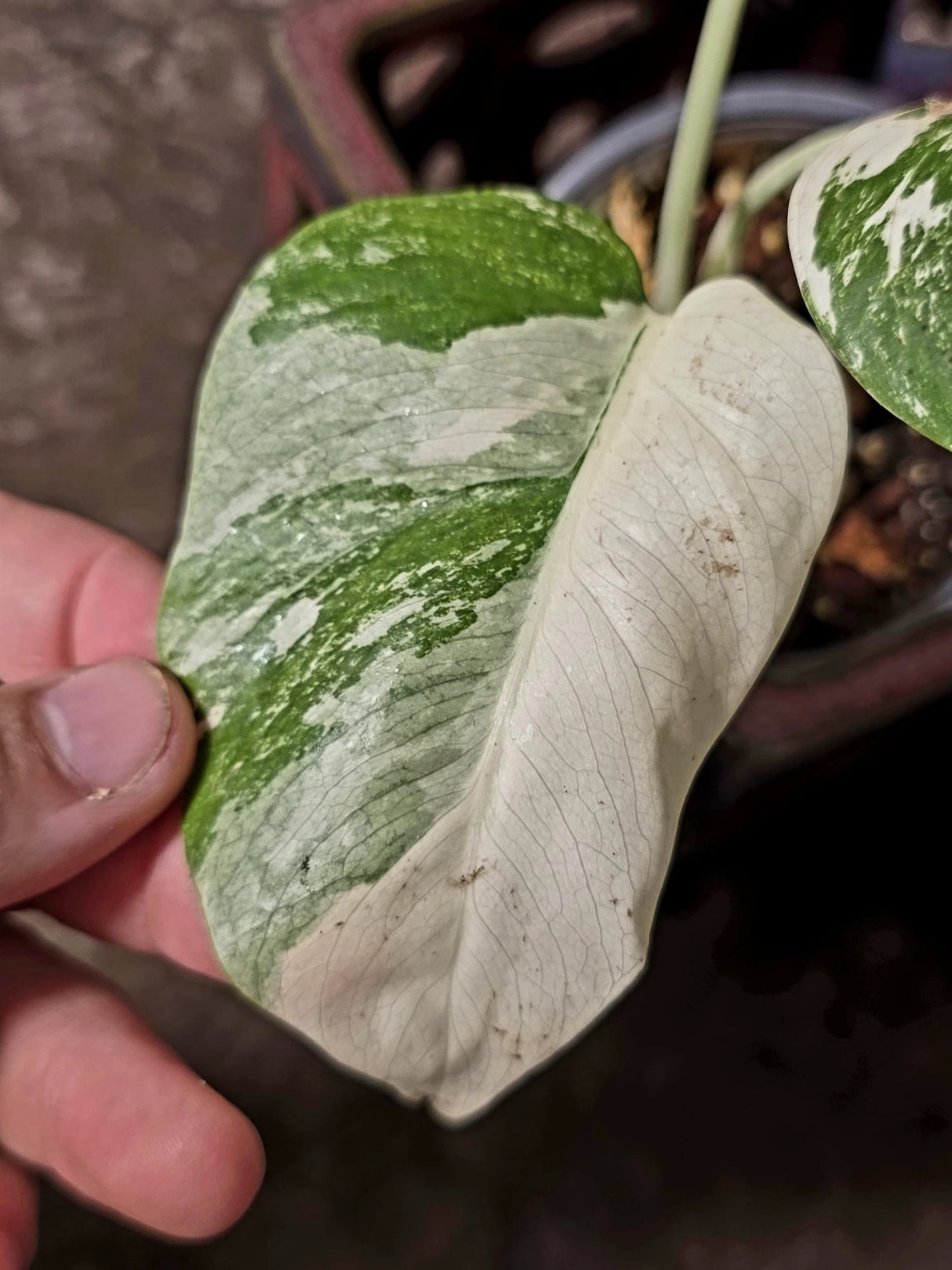 Variegated Monstera Albo Borsigiana - Exact Plant - (June-16-53)