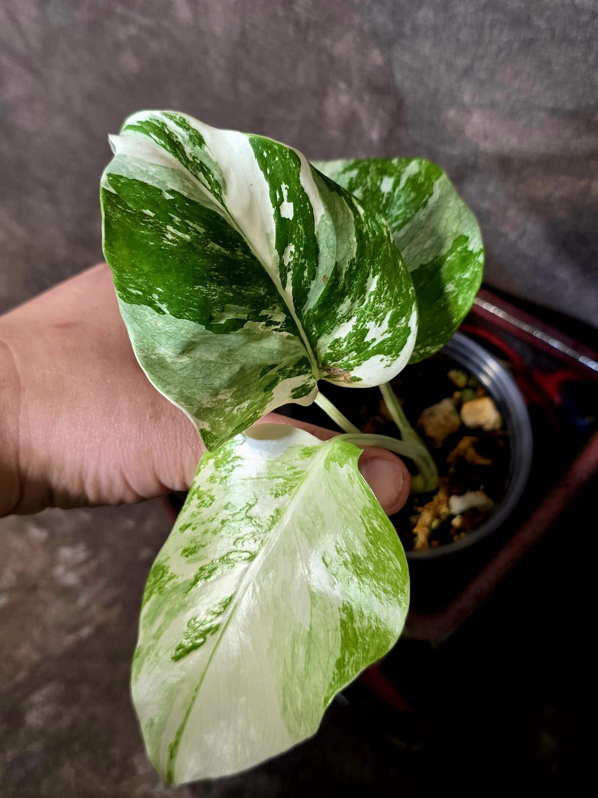 Variegated Monstera Albo Borsigiana - Exact Plant - (June-16-53)