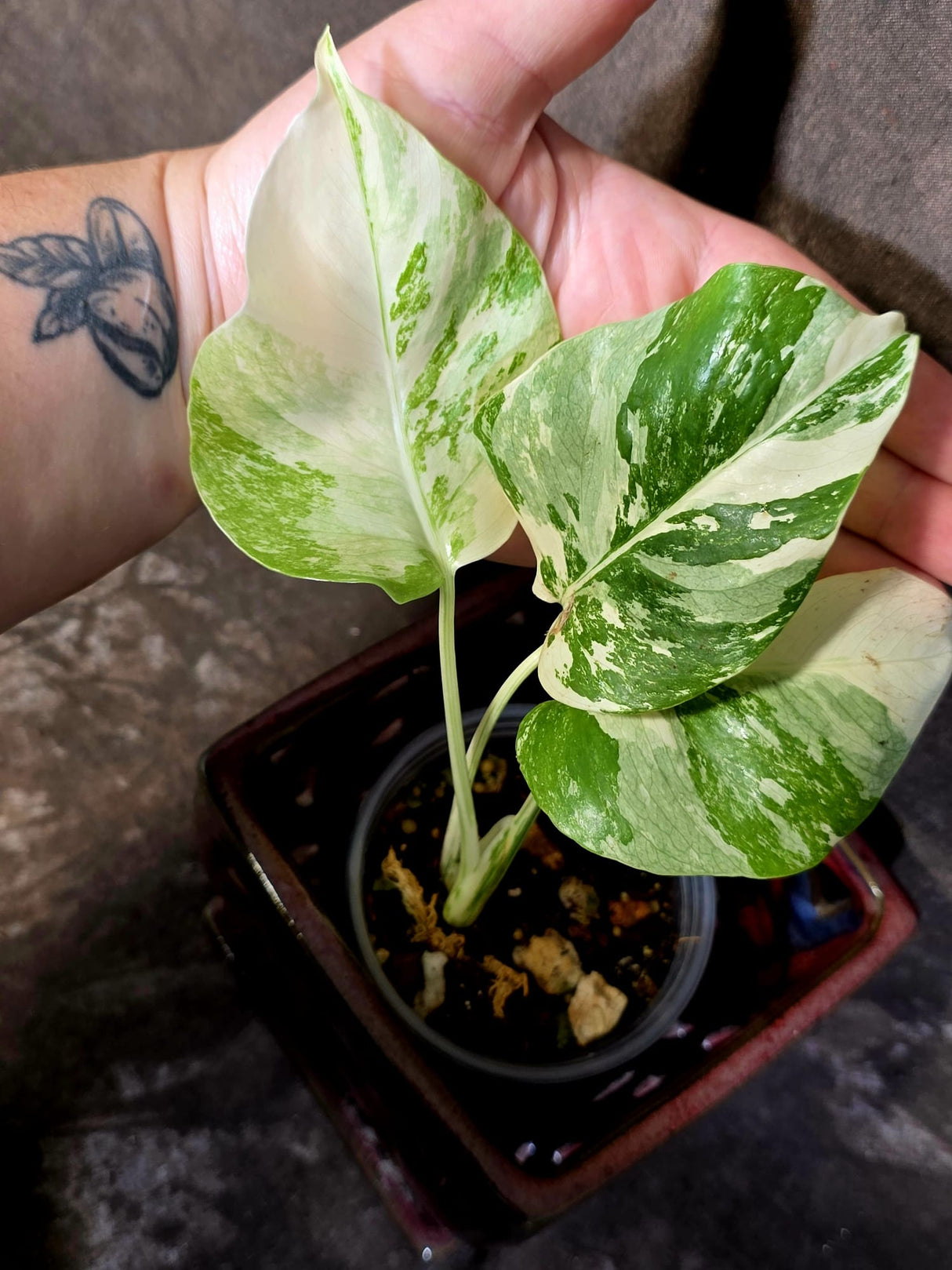 Variegated Monstera Albo Borsigiana - Exact Plant - (June-16-53)