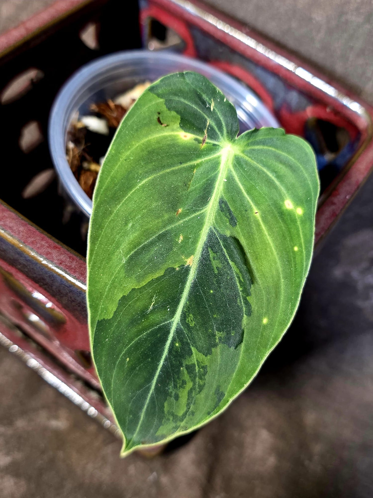 Philodendron Melanochrysum Variegated - Rare Tropical Live House Plant - (June-16-36)