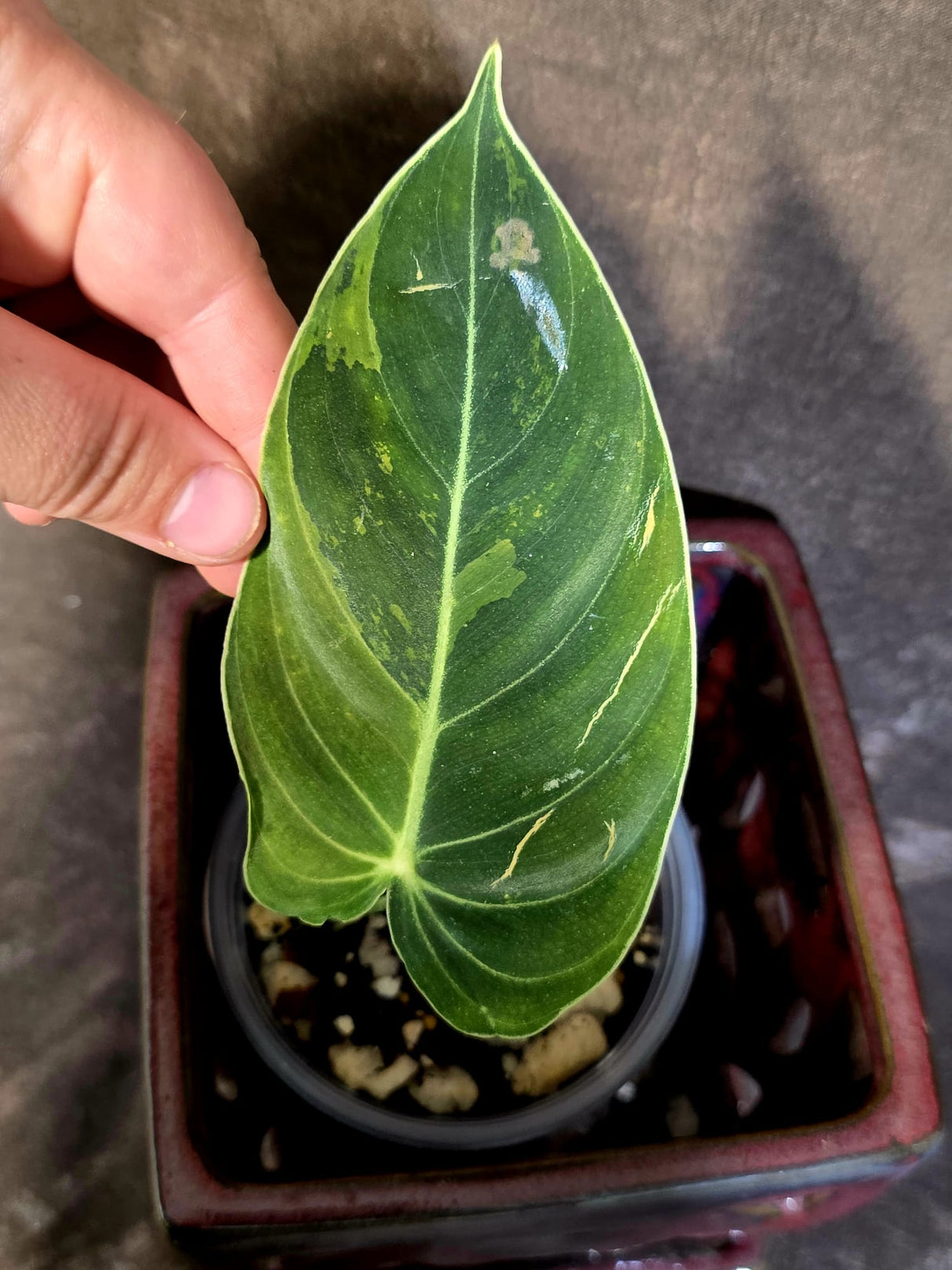 Philodendron Melanochrysum Variegated - Rare Tropical Live House Plant - (June-16-36)