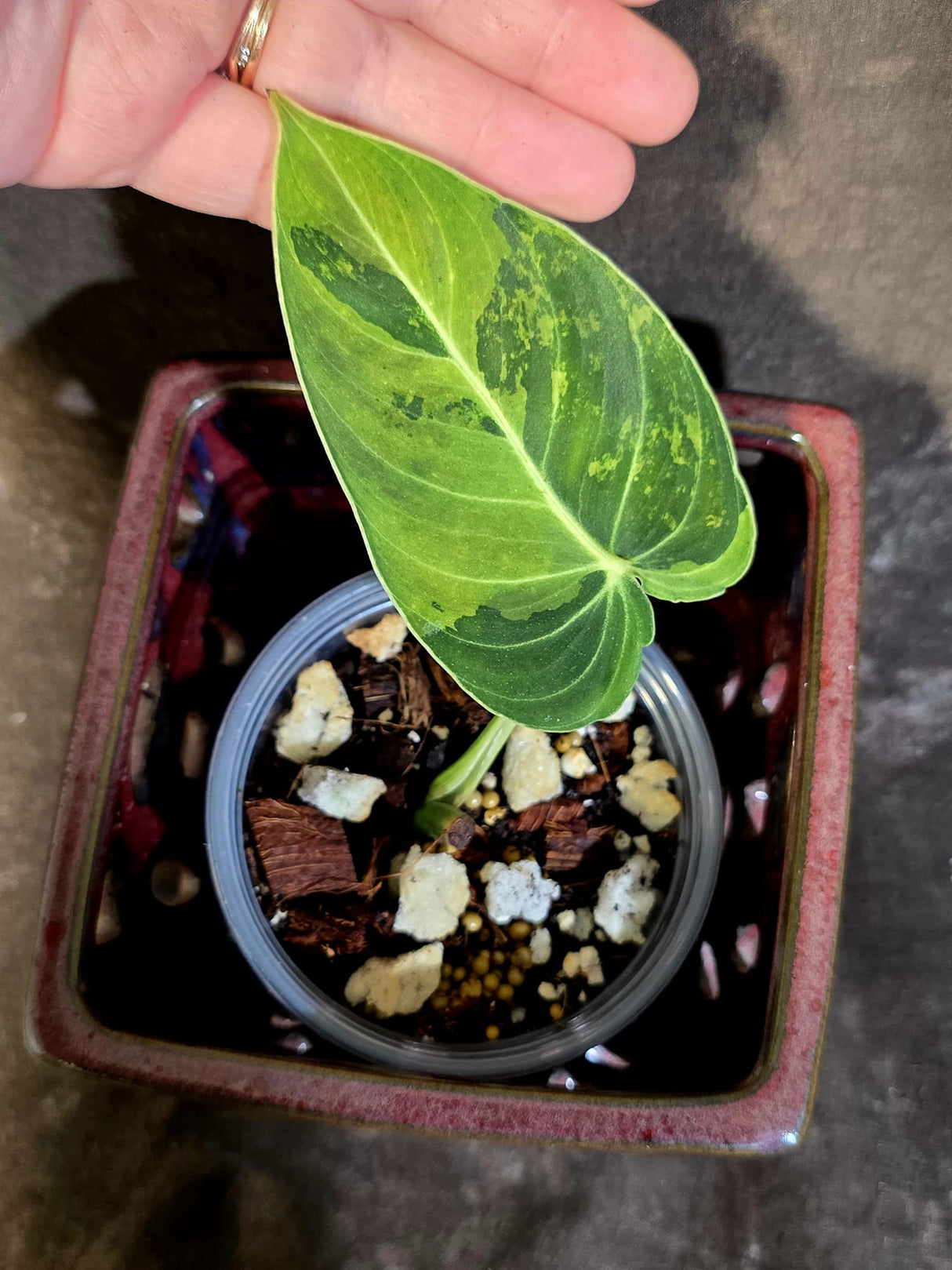 Philodendron Melanochrysum Variegated - Rare EXACT Plant - (June-16-43)